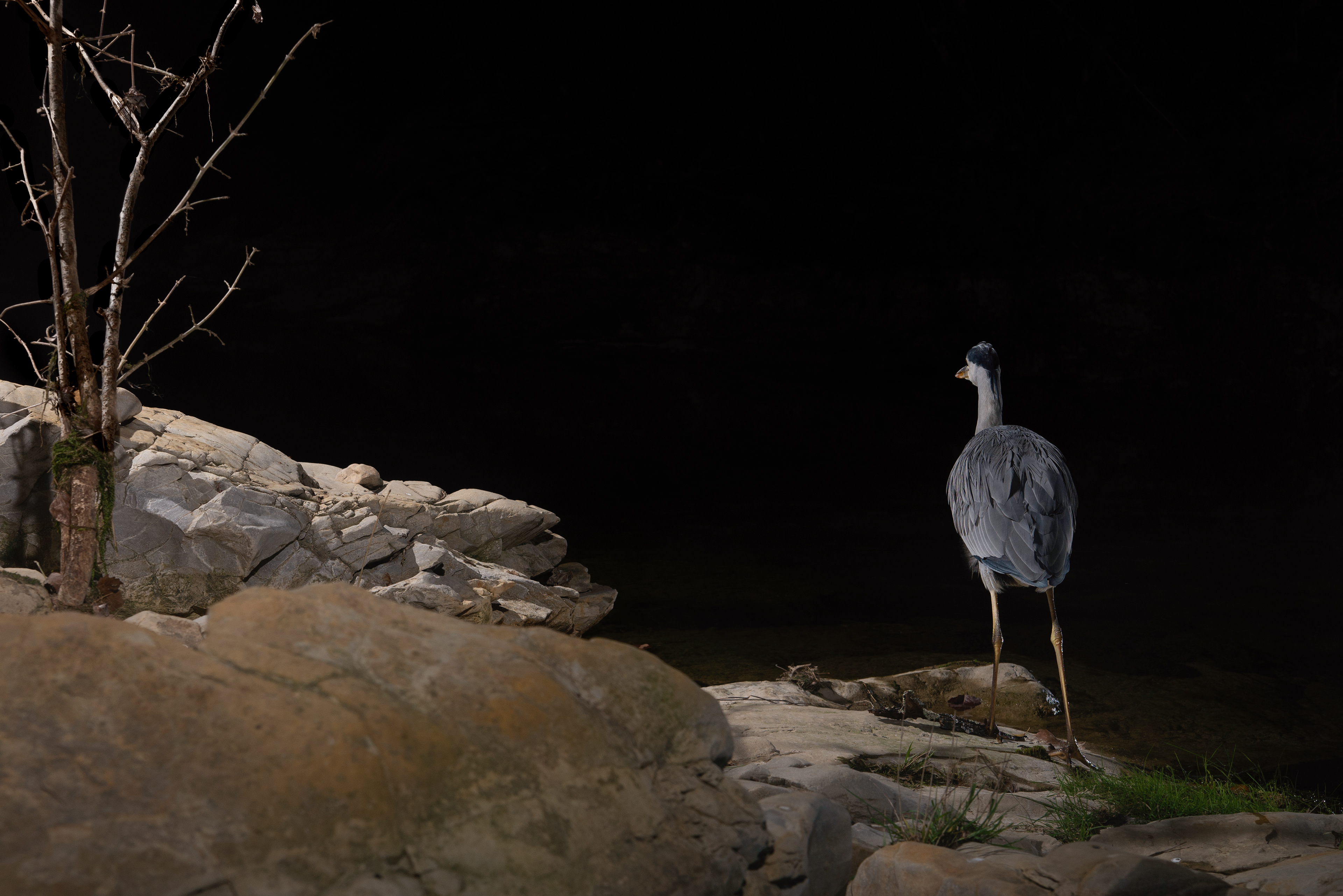 Great Grey, Prades le Lez 2023