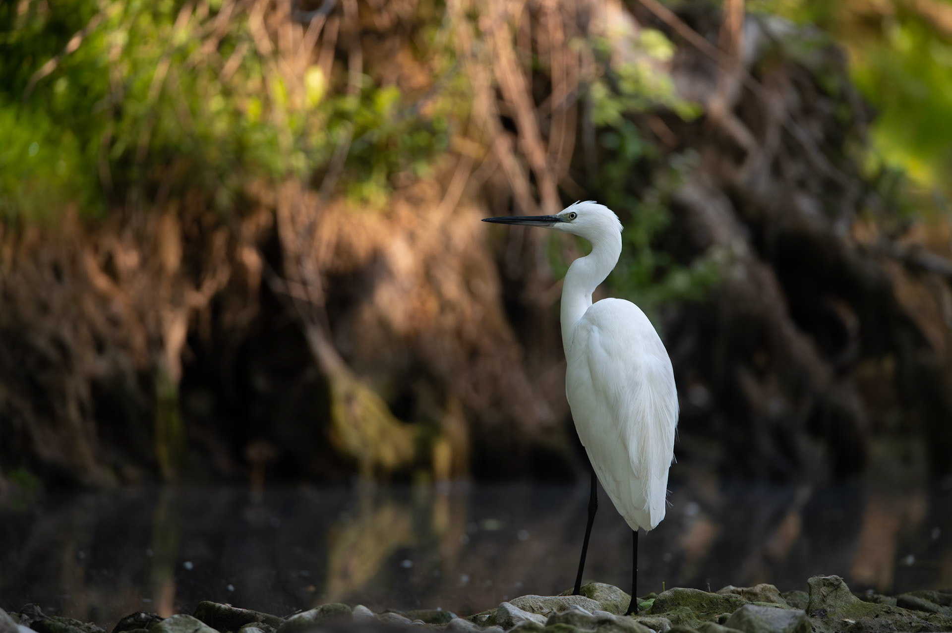 Egretta, Prades le Lez 2023