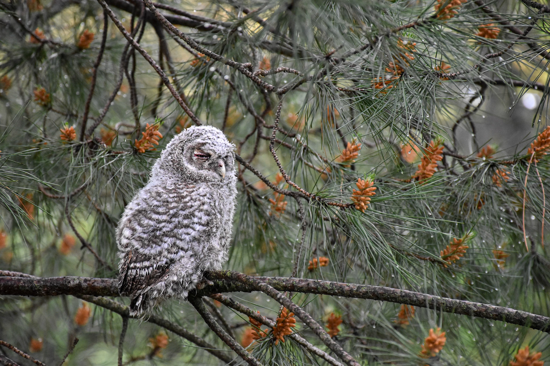 Fledge #3, Montpellier 2025