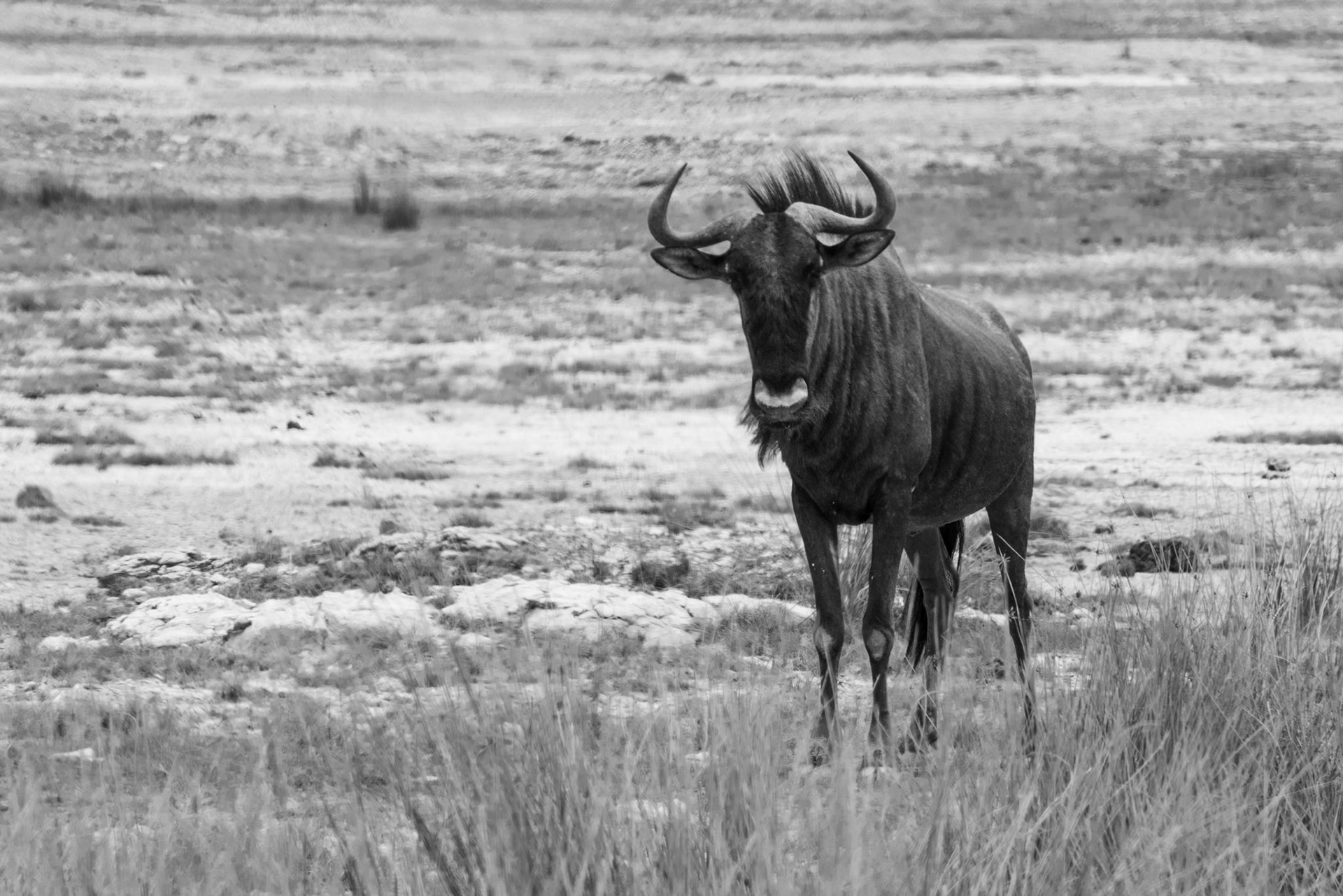 Alone, Namibie 2019