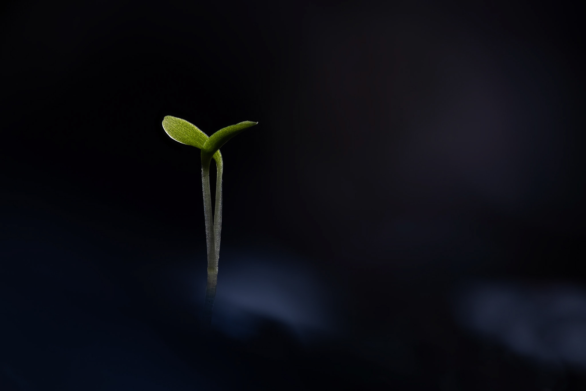 Germination #3, Prades le Lez 2025