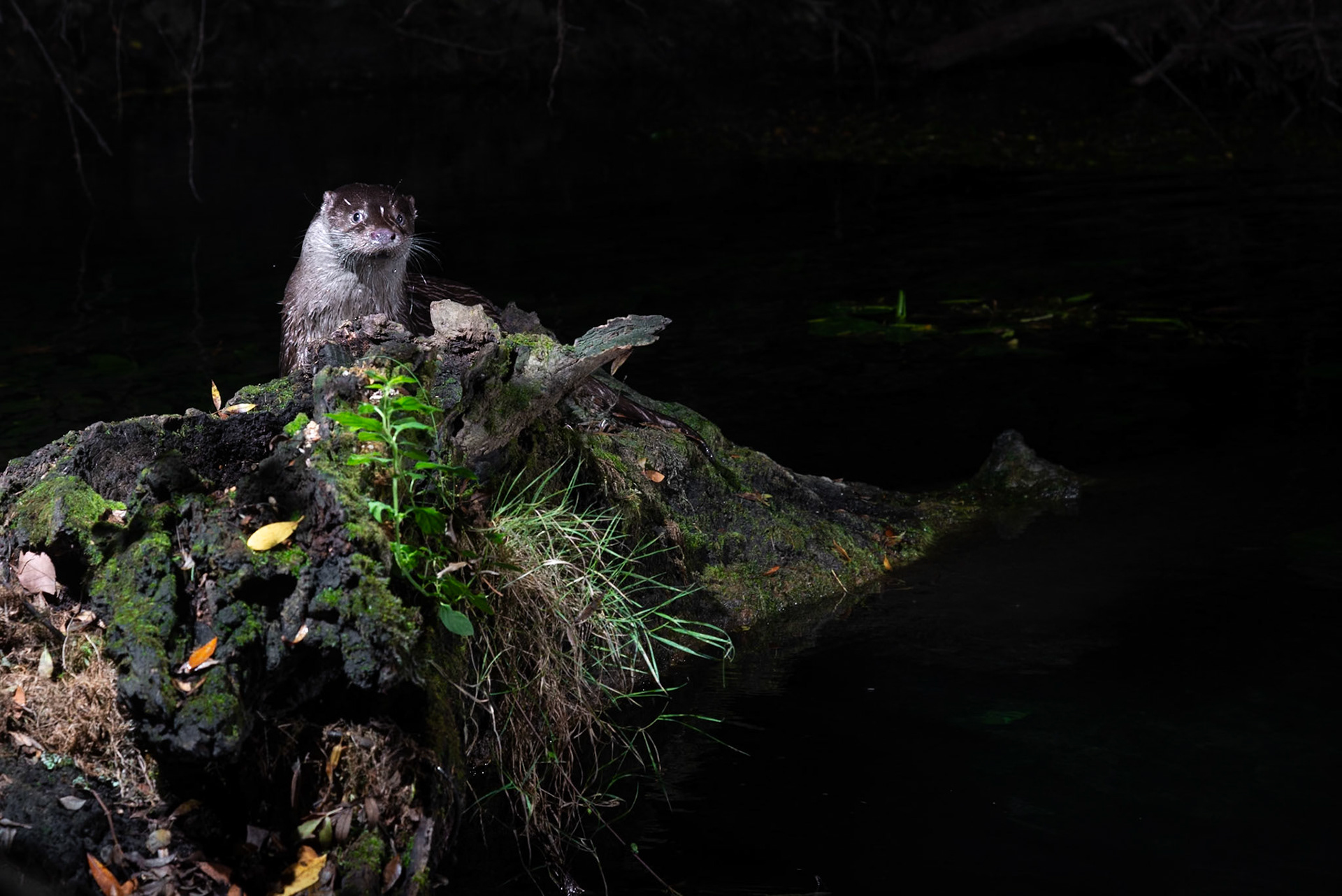 La pose loutre, Prades le Lez 2024