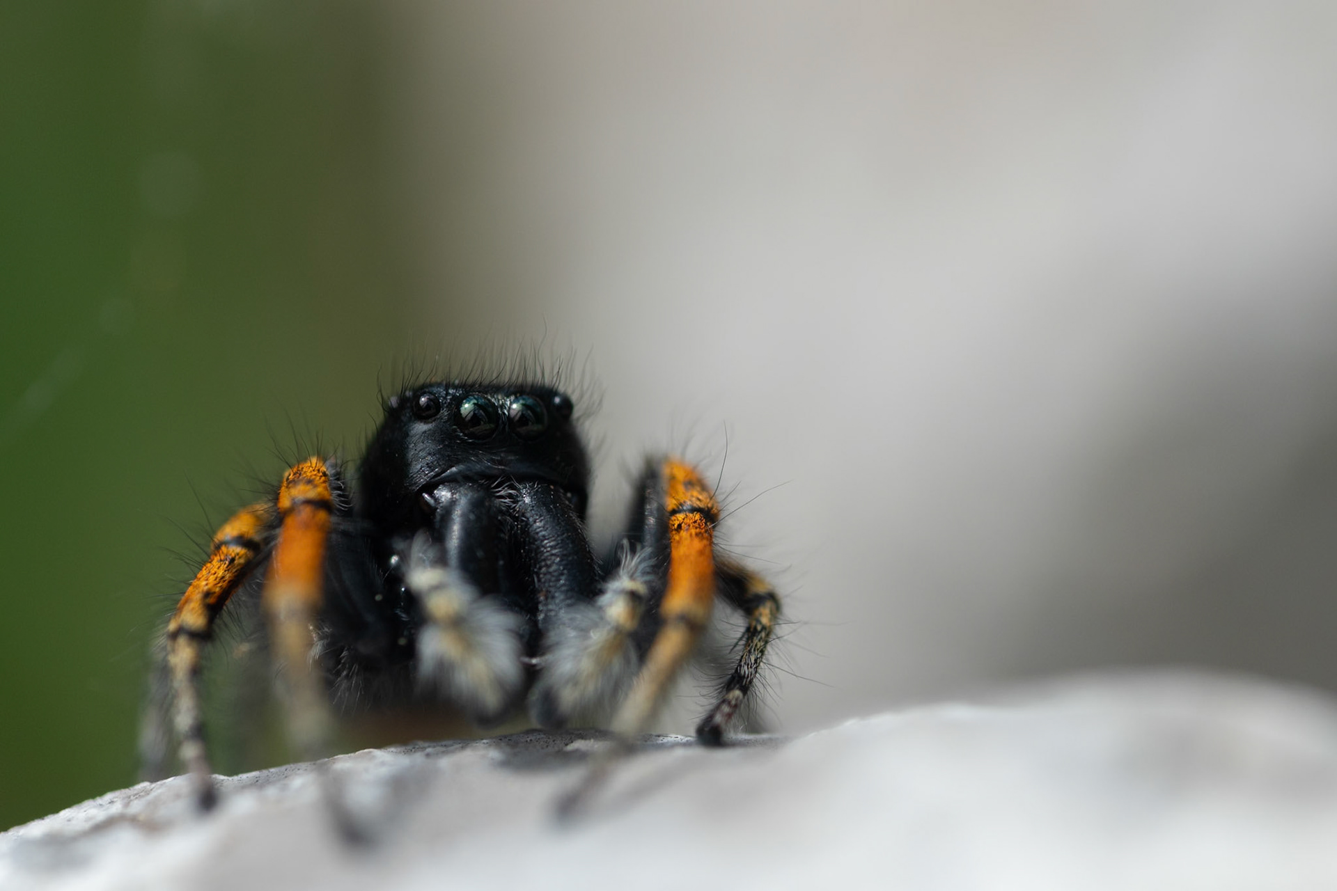 Philaeus chrysops ♂ #2, Prades le Lez 2025