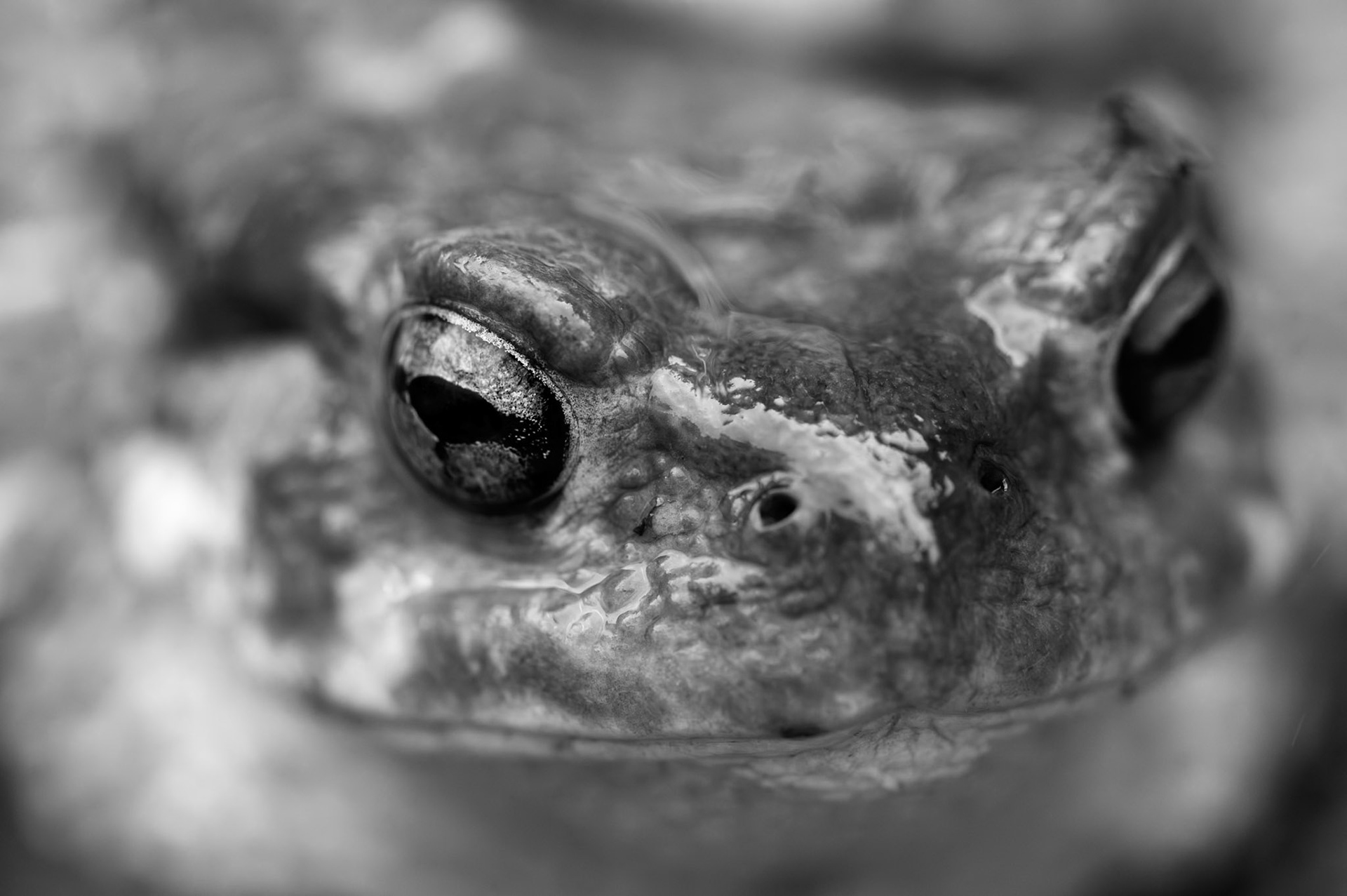 Craportrait, Pic St Loup 2025
