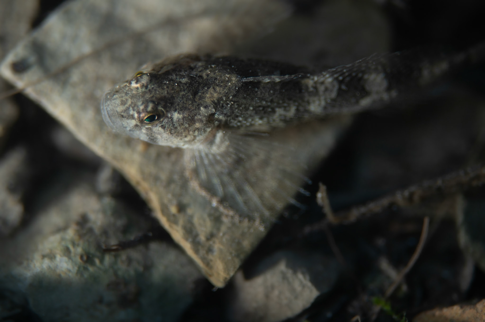 Chabot du Lez #8, Prades le Lez 2024