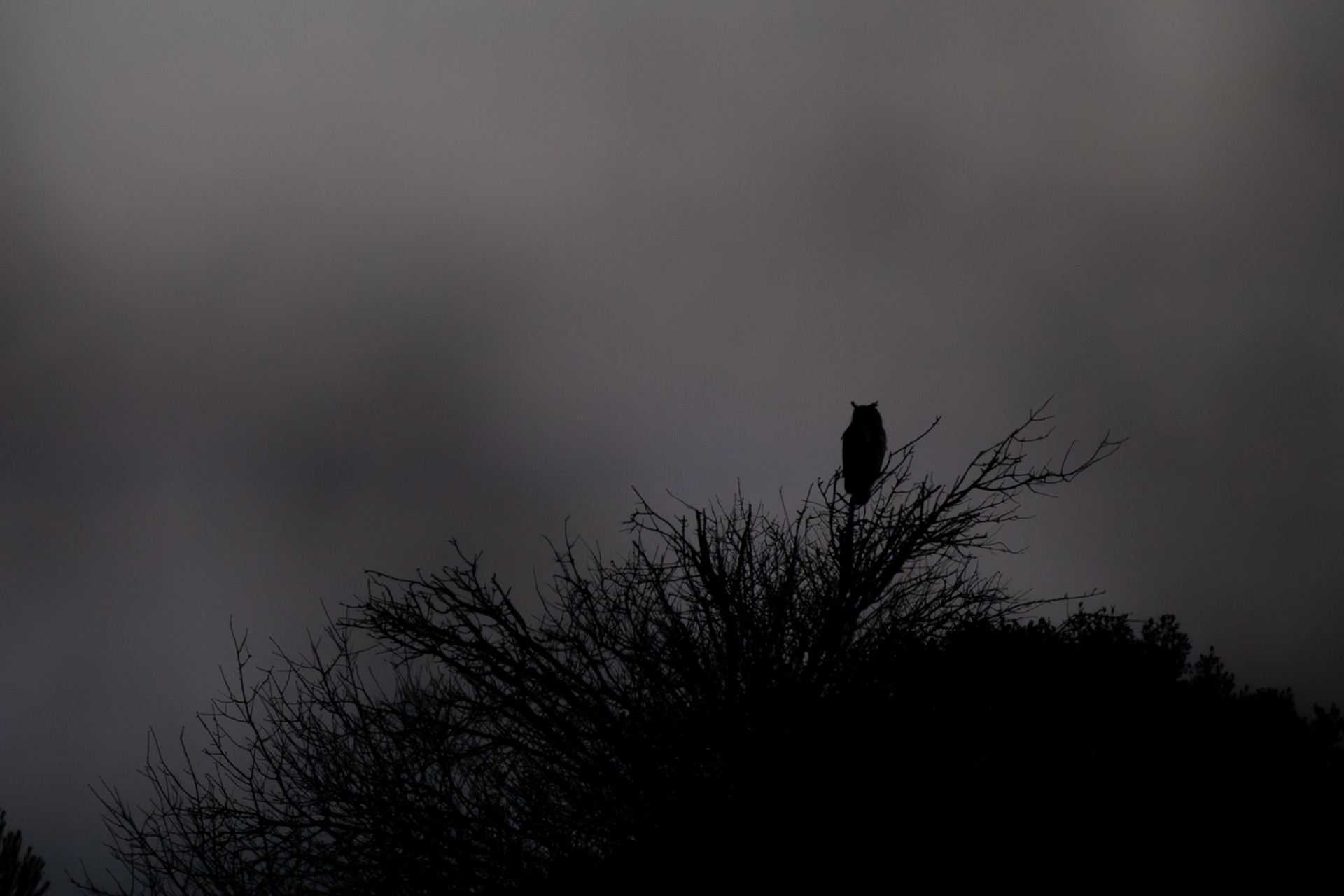 Bubo #3, Prades le Lez 2025