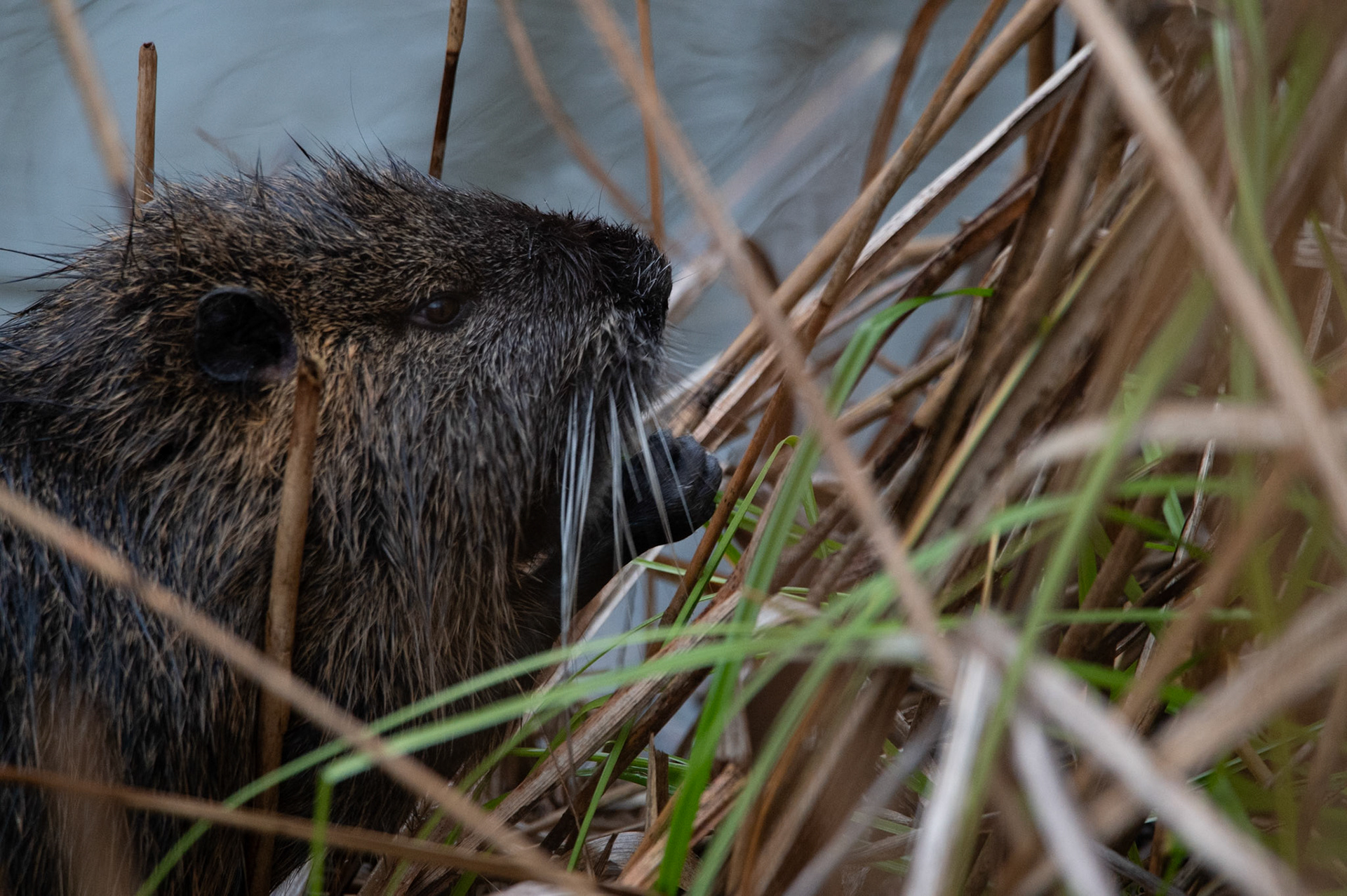 Cric croc, Camargue 2025 