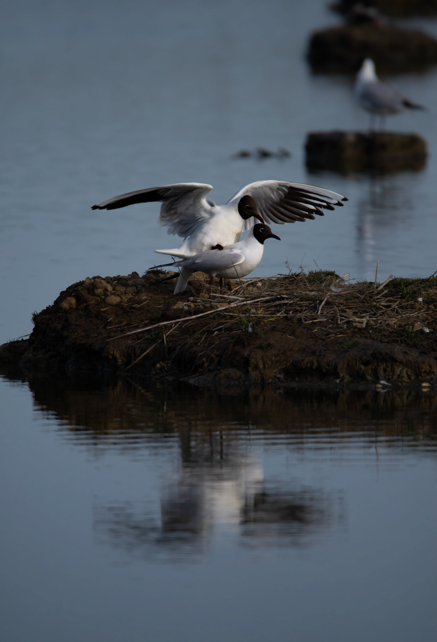 Mating, Le Teich 2022