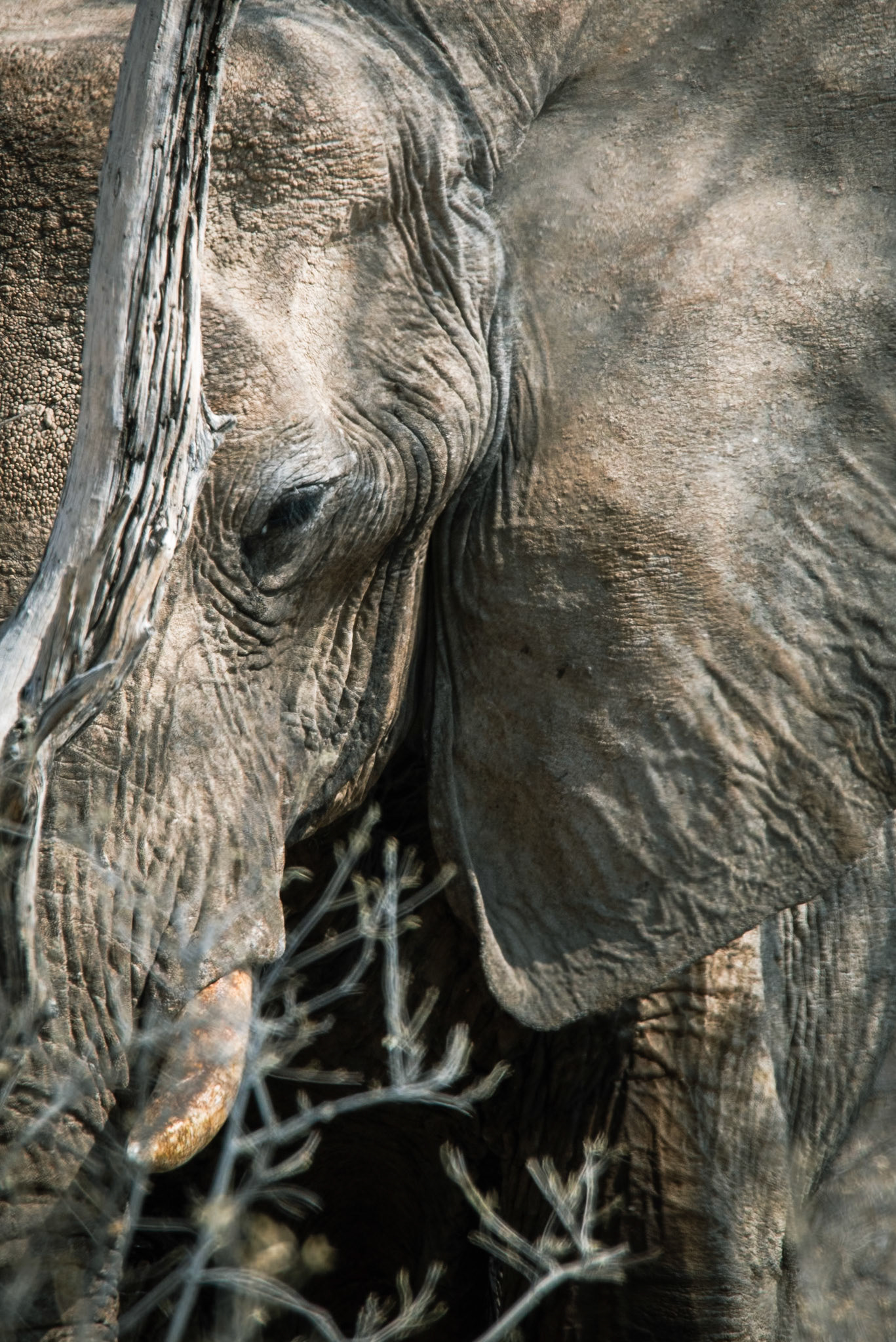 Behind the tree, Namibia 2019