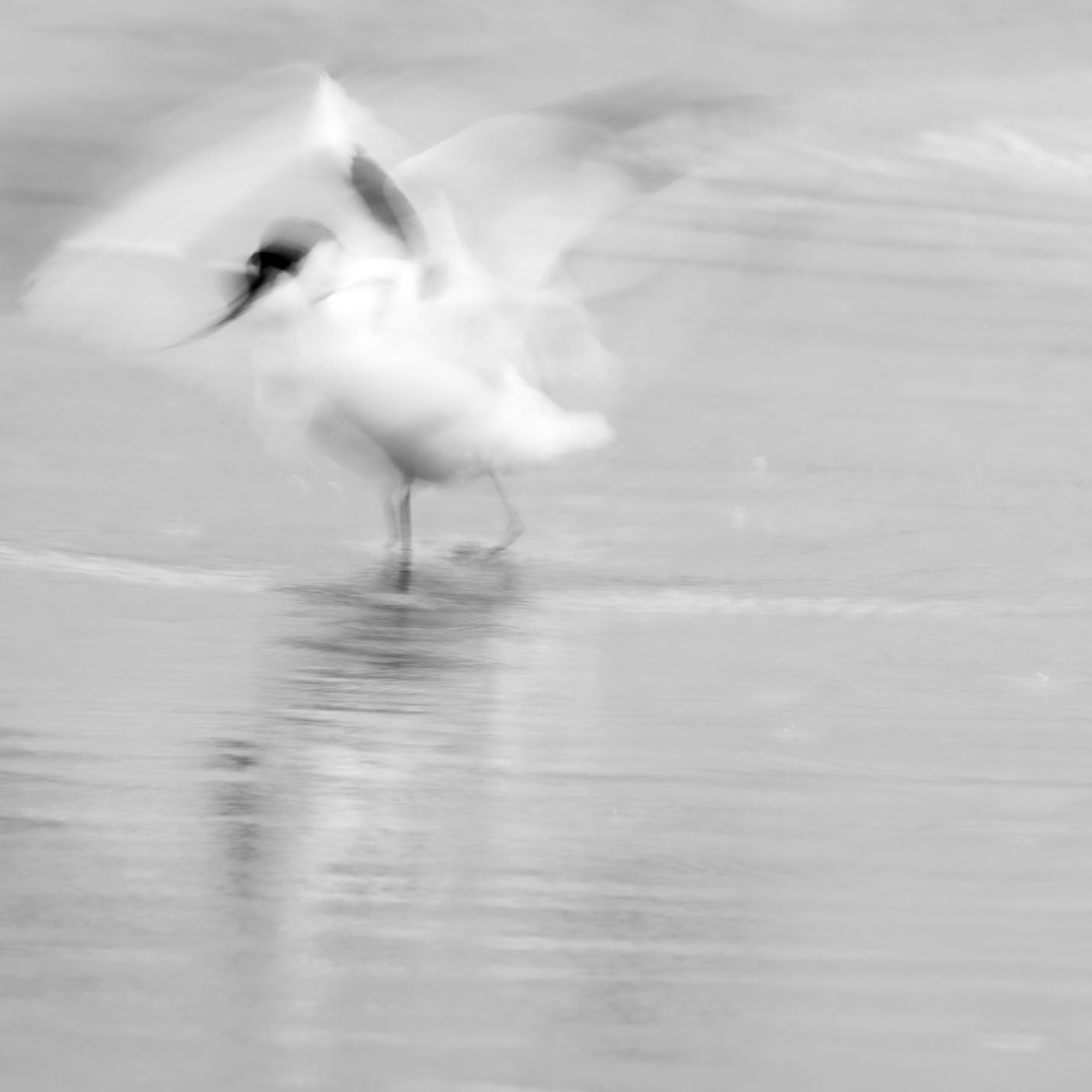 Long exposure 3, Camargue 2025