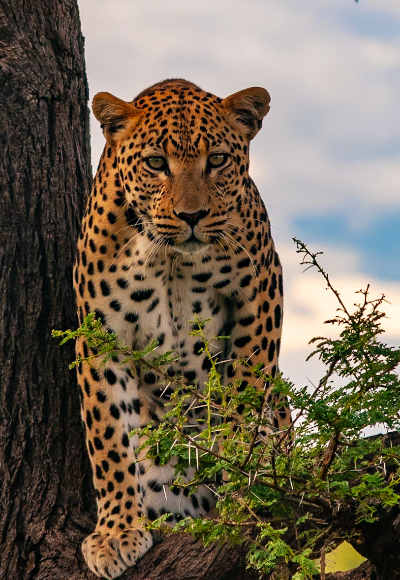 From his treetop perch, a Leopard carefully watches us watching him from the safety of a safari vehicle at Durstenbrook Guest Farm in Namibia. Strong climbers, Leopards spend much of their time in the safety and protection of trees. Persecution and habitat loss have reduced the range of the Leopard across Africa and private game reserves frequently provide homes to animals that would otherwise be killed.