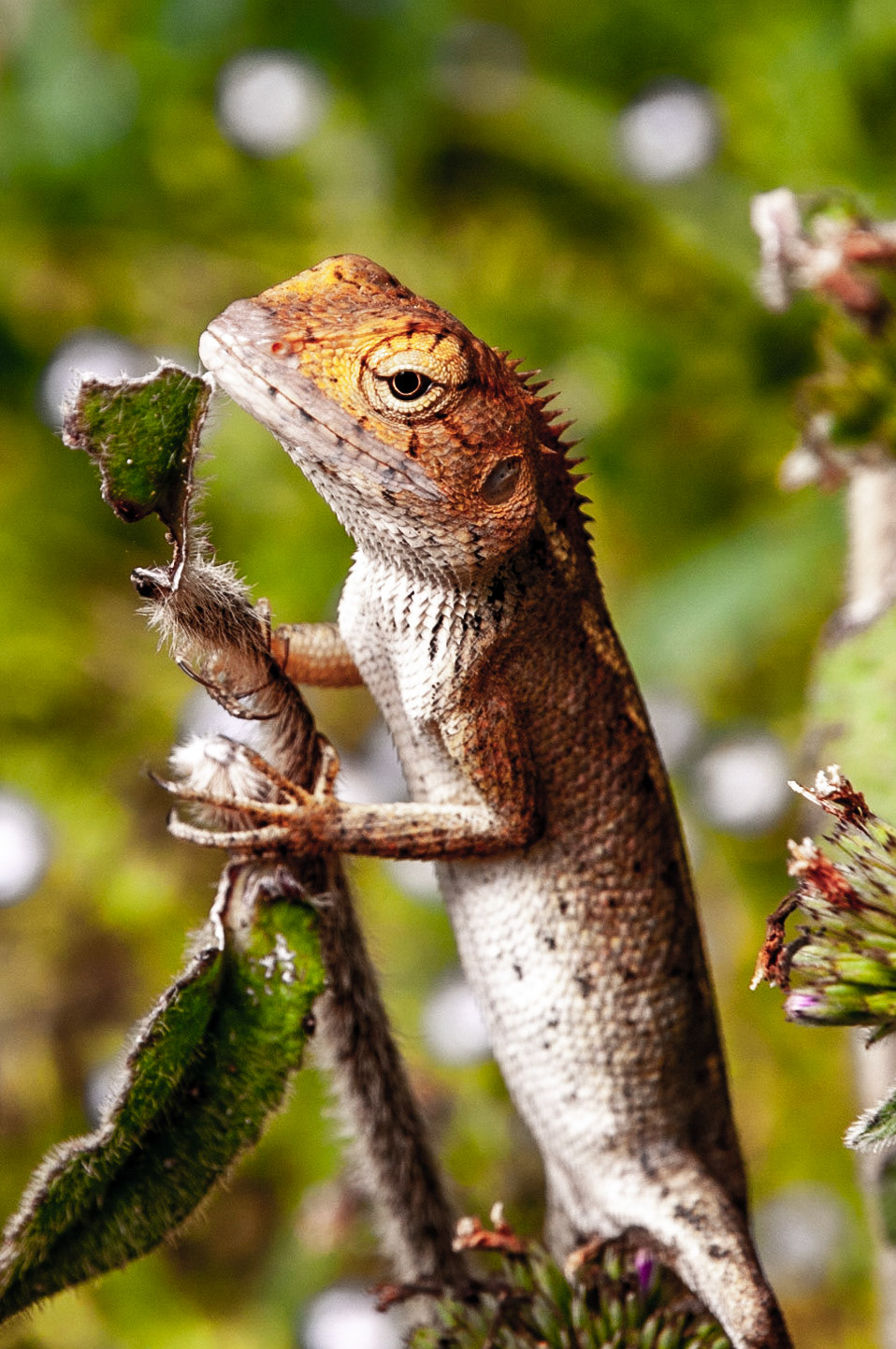 Unknown spp of Agamid basking in the sun. Taken on a 18 month motorcycle trip around the world. IUCN: Unknown,  No Bait used