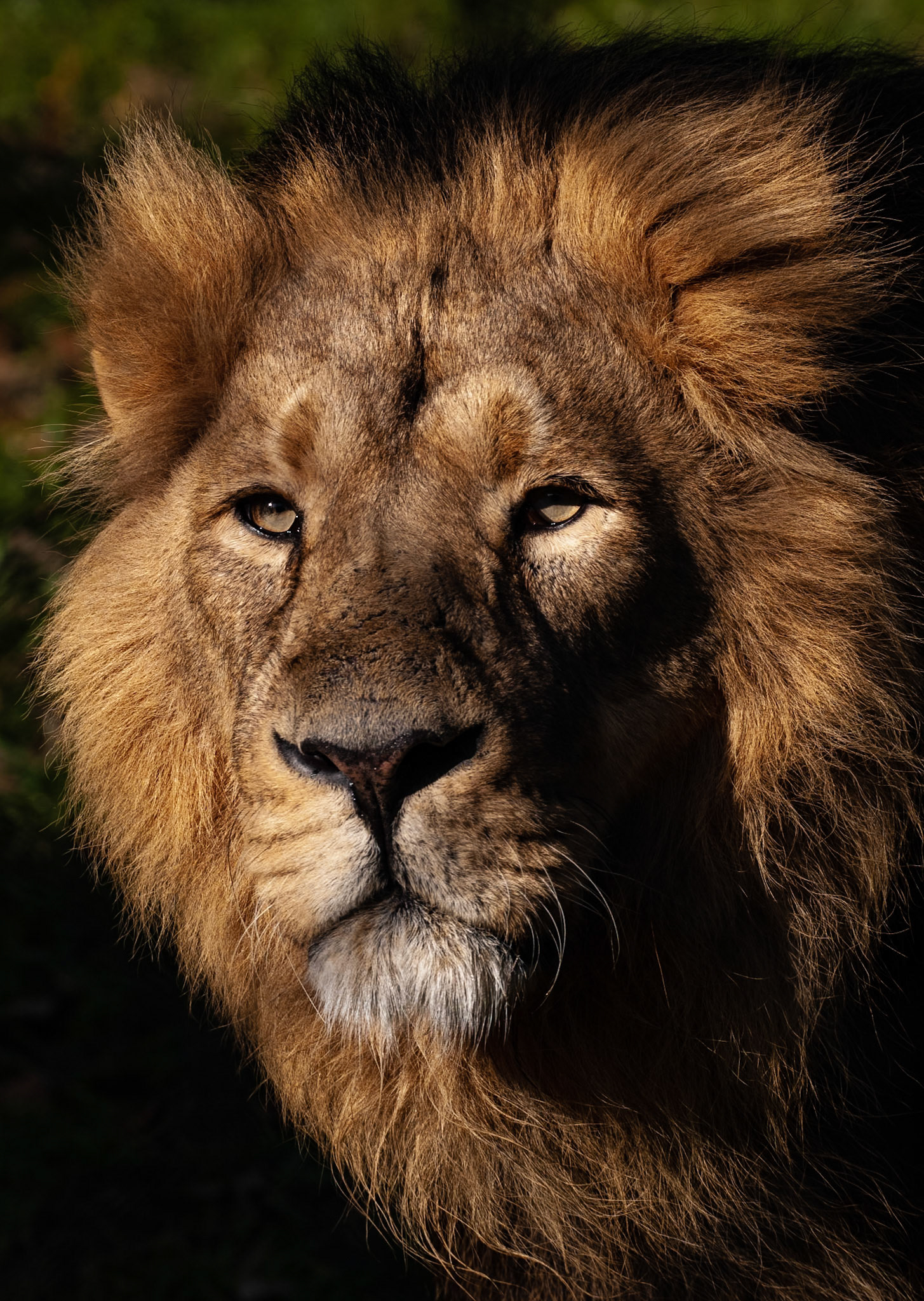 An adult male Lion surveys his kingdom across the savannah at Namibia's Etosha National Park. Etosha is one of 19 areas in Africa identifed as Lion Conservation Units, where viable Lion populations still exist, and was home to an estimated 605 lions in 2018. It contains the 9th largest population of wild Lions in Africa.