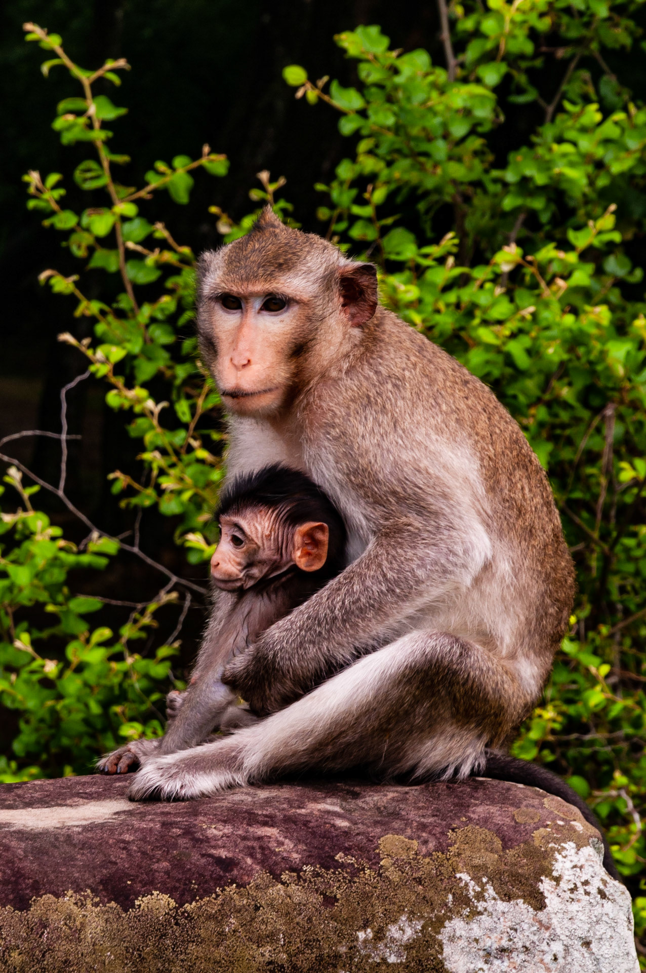Macaca mulatta despite their cheeky reputation the macaque are caring parents. Taken on a 18 month motorcycle trip around the world. IUCN: Least Concern,  No Bait used, habituated wild animals