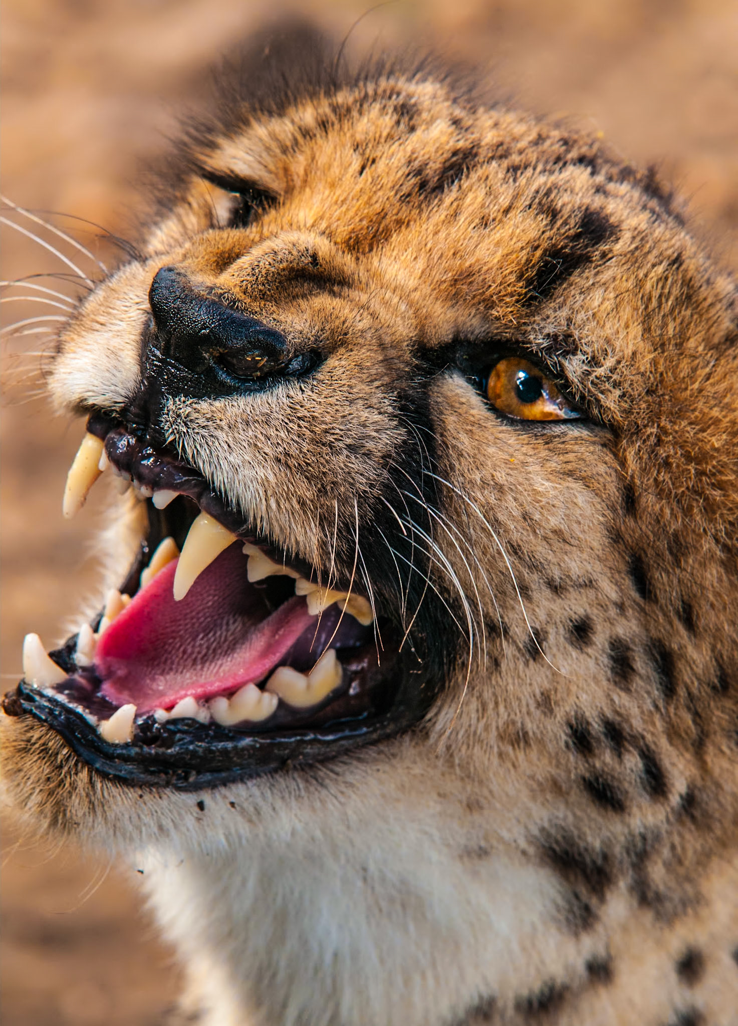 A Cheetah hisses at a safari vehicle in the private wildlife reserve at Durstenbrook Guest Farm in Namibia. Unlike other big cats, Cheetahs hunt during the day. Their distinctive black "tear stripes" are thought to work like a rifle scope, focussing on their prey at distance by minimising the glare of the sun.
