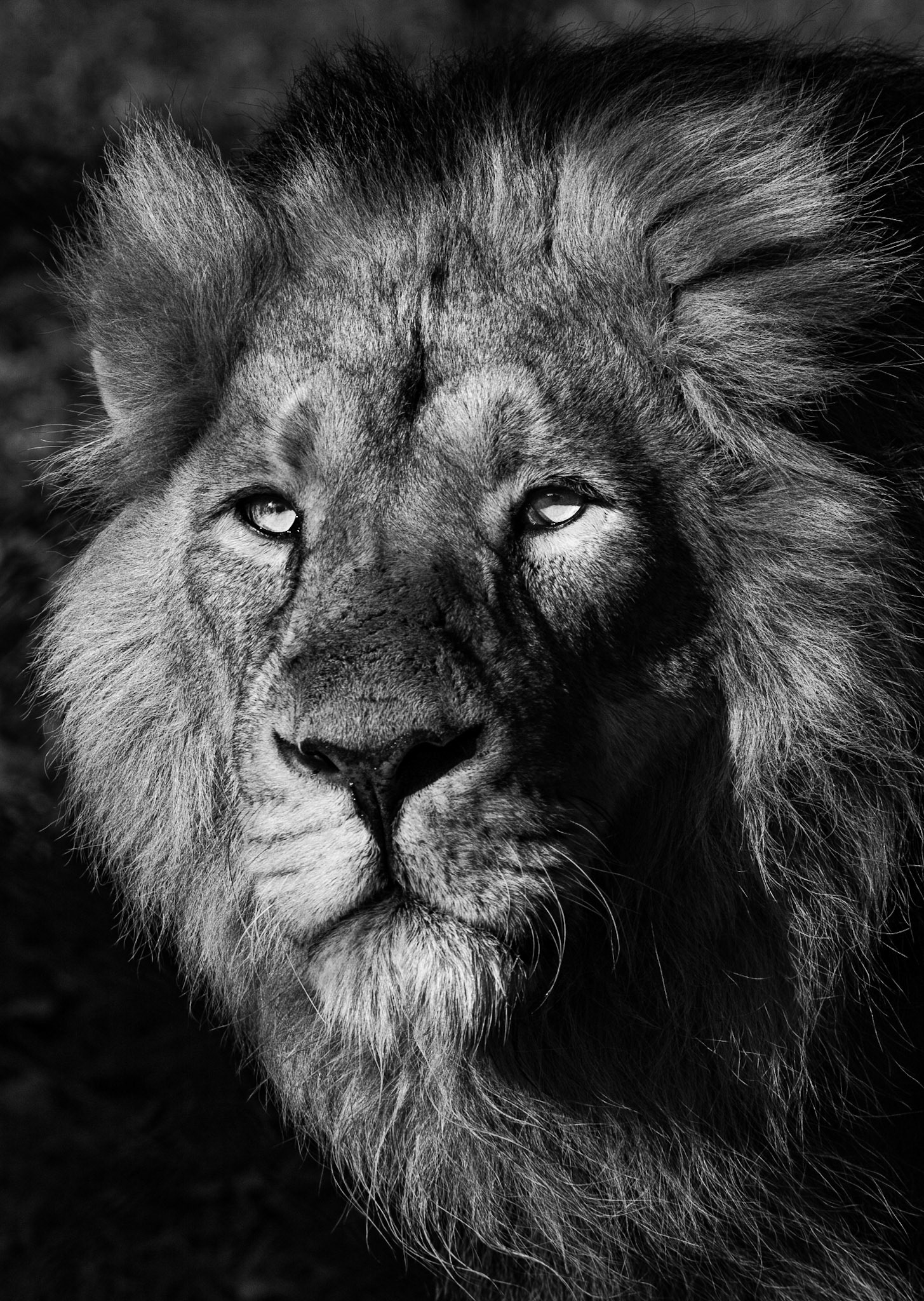 An adult male Lion surveys his kingdom across the savannah at Namibia's Etosha National Park. Etosha is one of 19 areas in Africa identifed as Lion Conservation Units, where viable Lion populations still exist, and was home to an estimated 605 lions in 2018. It contains the 9th largest population of wild Lions in Africa.