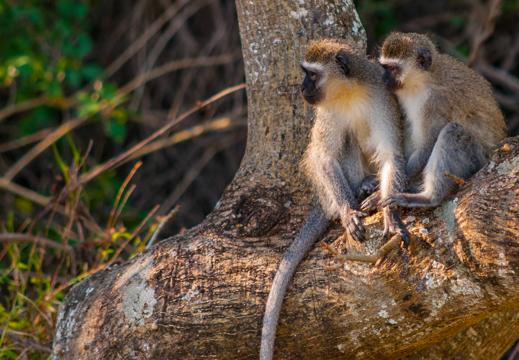 A pair of Vervet Monkeys watch the sunset at East London Coast Nature Reserve, South Africa. Vervets form complex social groups mainly consisting of adult females and their offspring. Like all social primates, including us, cuddling and touch is an important part of bonding.