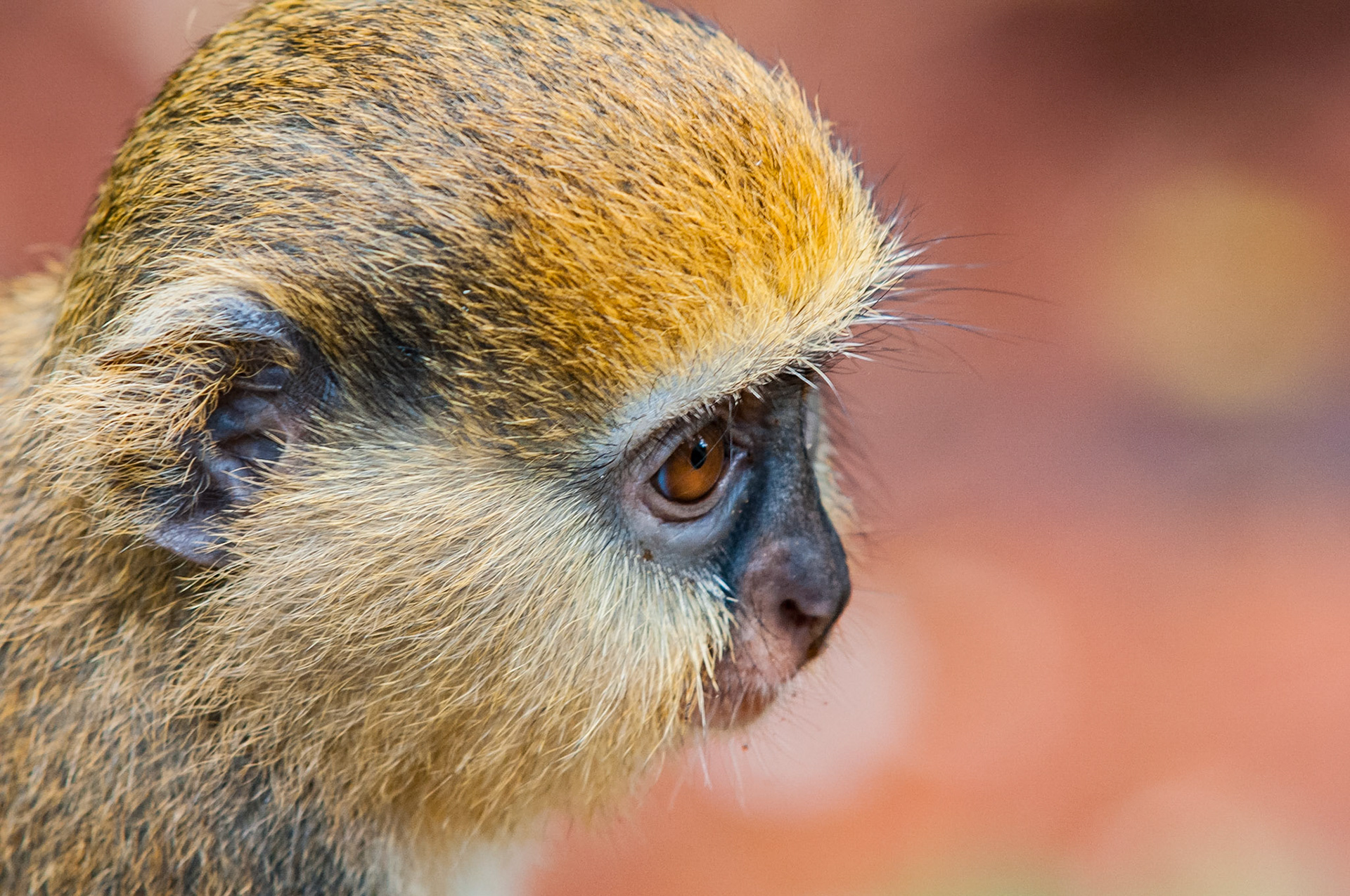 The Boabeng-Fiema Monkey Sanctuary in Ghana provides safe habitat for the Mona Monkey. The villagers consider monkeys to be sacred and they are protected by the traditional laws of the area. They cannot be killed or harmed; as such, they have little fear of people.