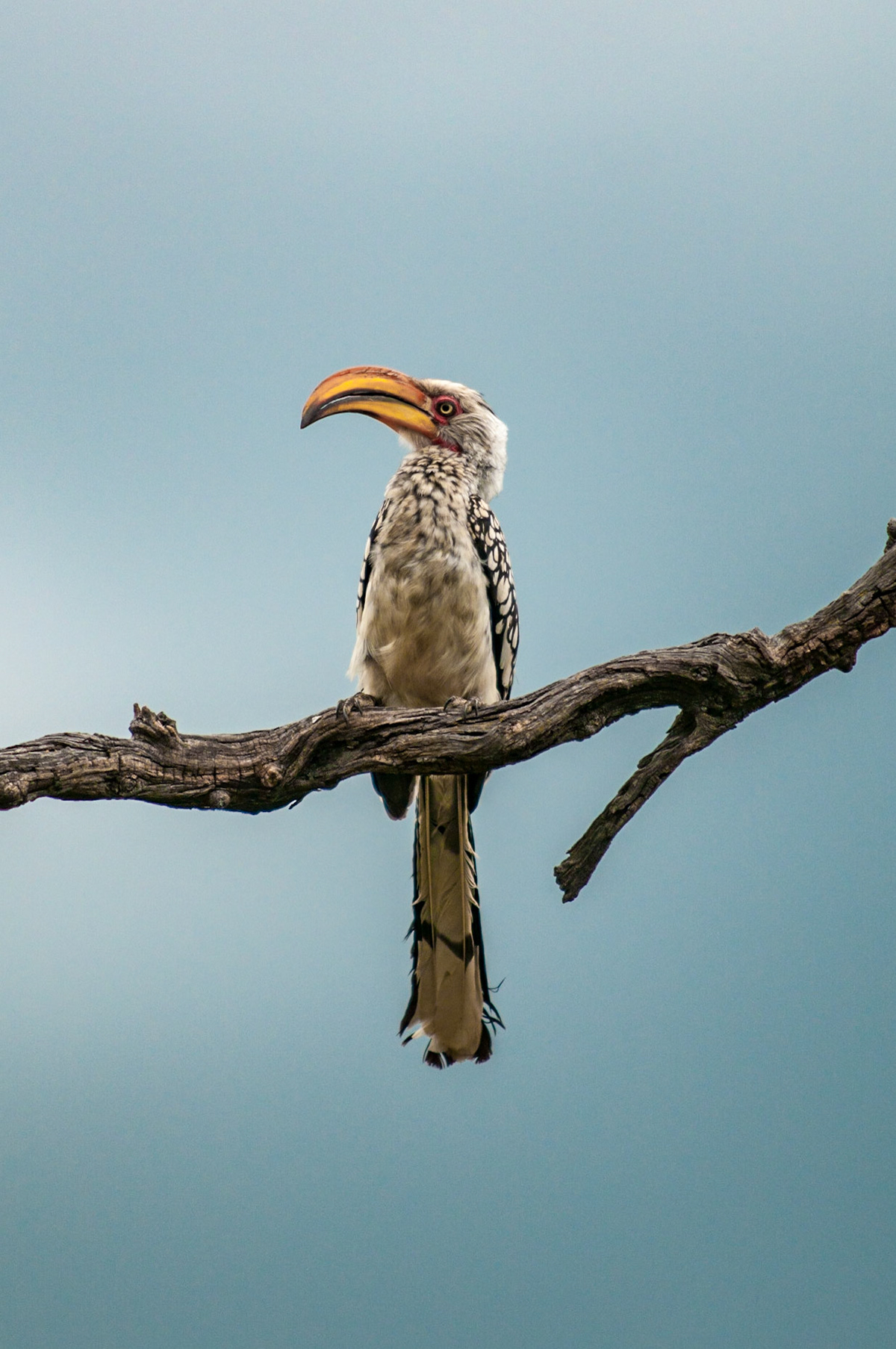 Tockus leucomelas, Watches the world go by while sitting in his tree. Taken on a 18 month motorcycle trip around the world. IUCN: Least Concern, No Bait used