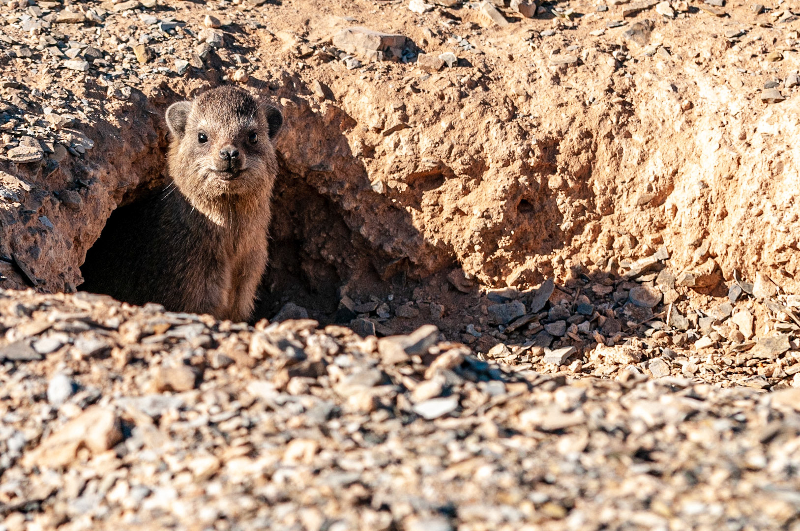 Procavia capensis, emerging from a borrow, Dassies are usually found in rocky cliffs. Taken on a 18 month motorcycle trip around the world. IUCN: Least Concern,  No Bait used