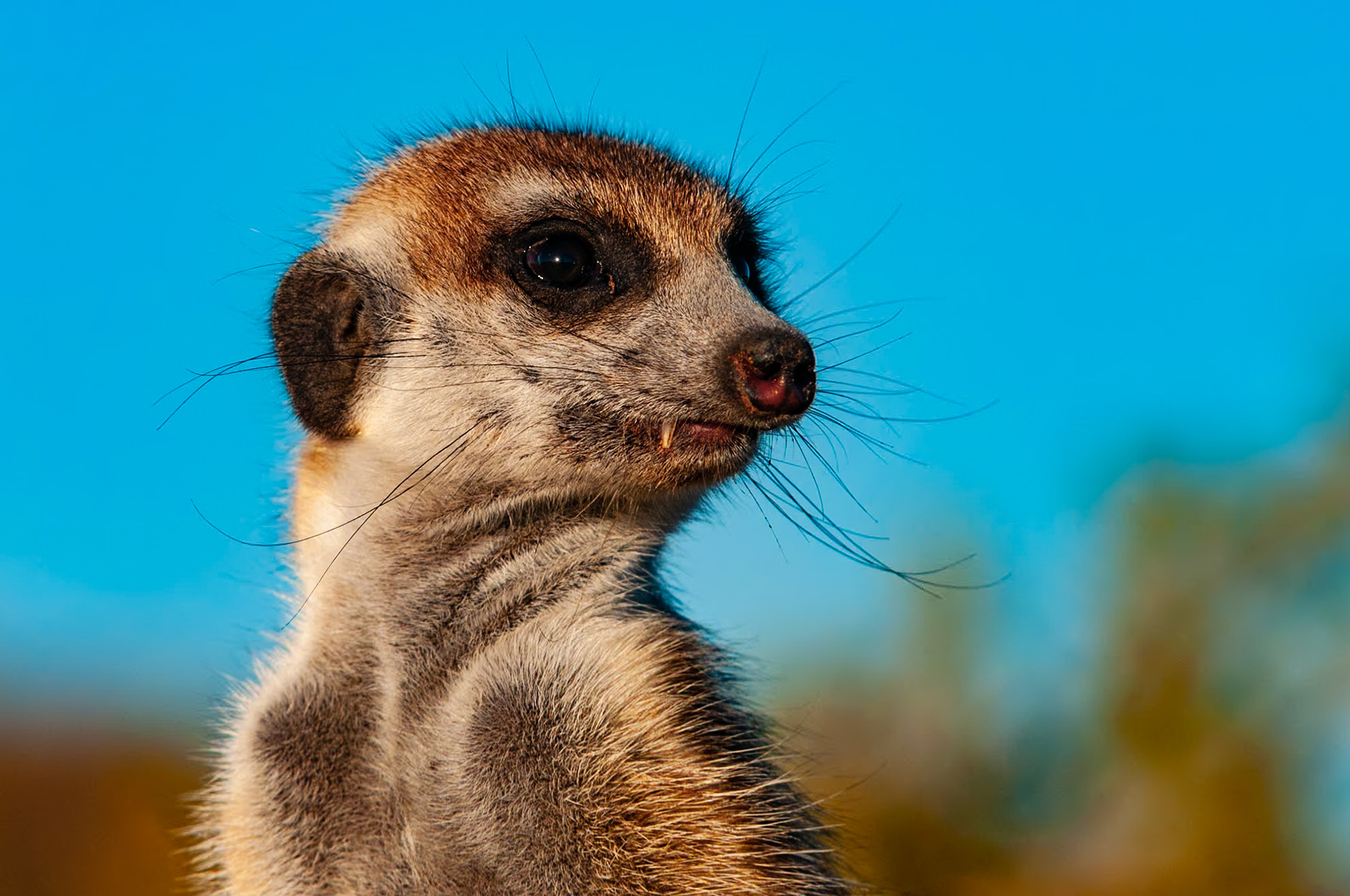An adult meerkat stands lookout at the Kokerboom Woud (Quiver Tree Forest) outside Keetmanshoop, Namibia. A social species, at least one meerkat acts as a sentry when the rest of the tribe is above ground. As the highest point, my knee became the perch for this sentry as I photographed the rest of his troupe.