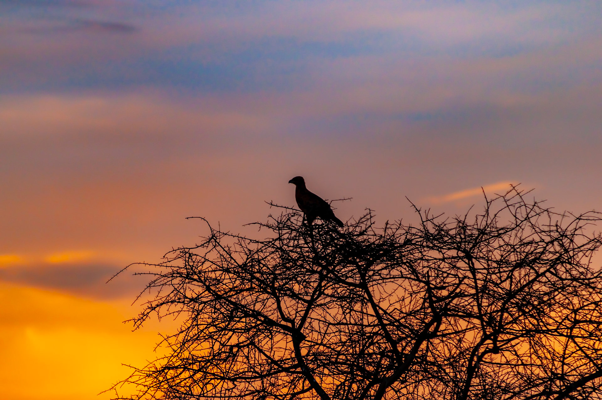 An eagle watches the sunset from the spiky branches of an Acacia tree in Namibia's Uis region. A sunset is the completion of a day and every one brings the promise of dawn and new hopes.