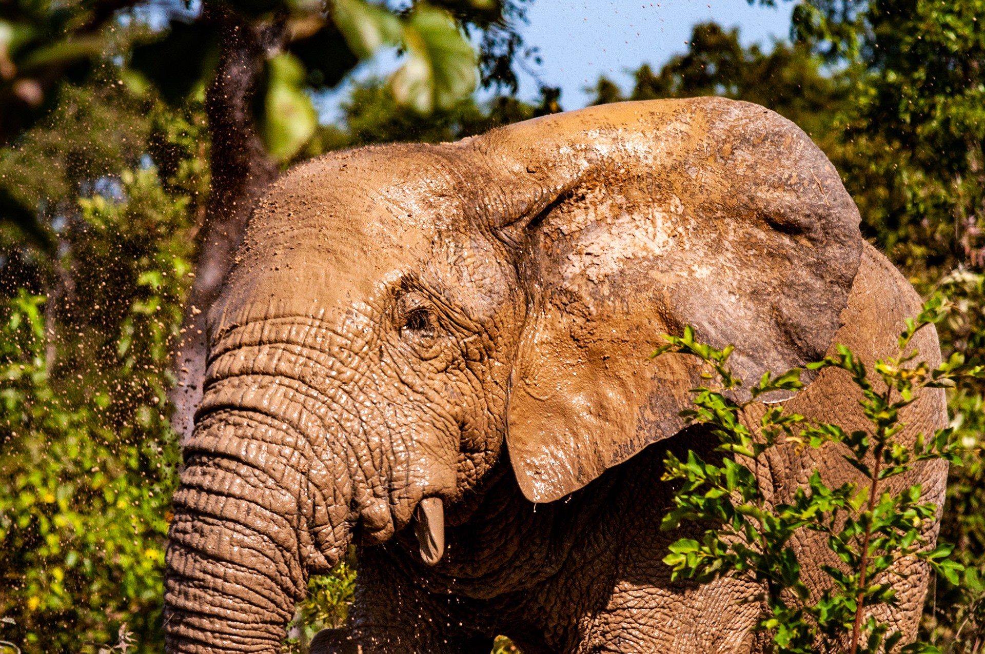 Loxodonta Africana Taking a mudbath. Taken on a 18 month motorcycle trip around the world. IUCN: Vulnerable No bait used