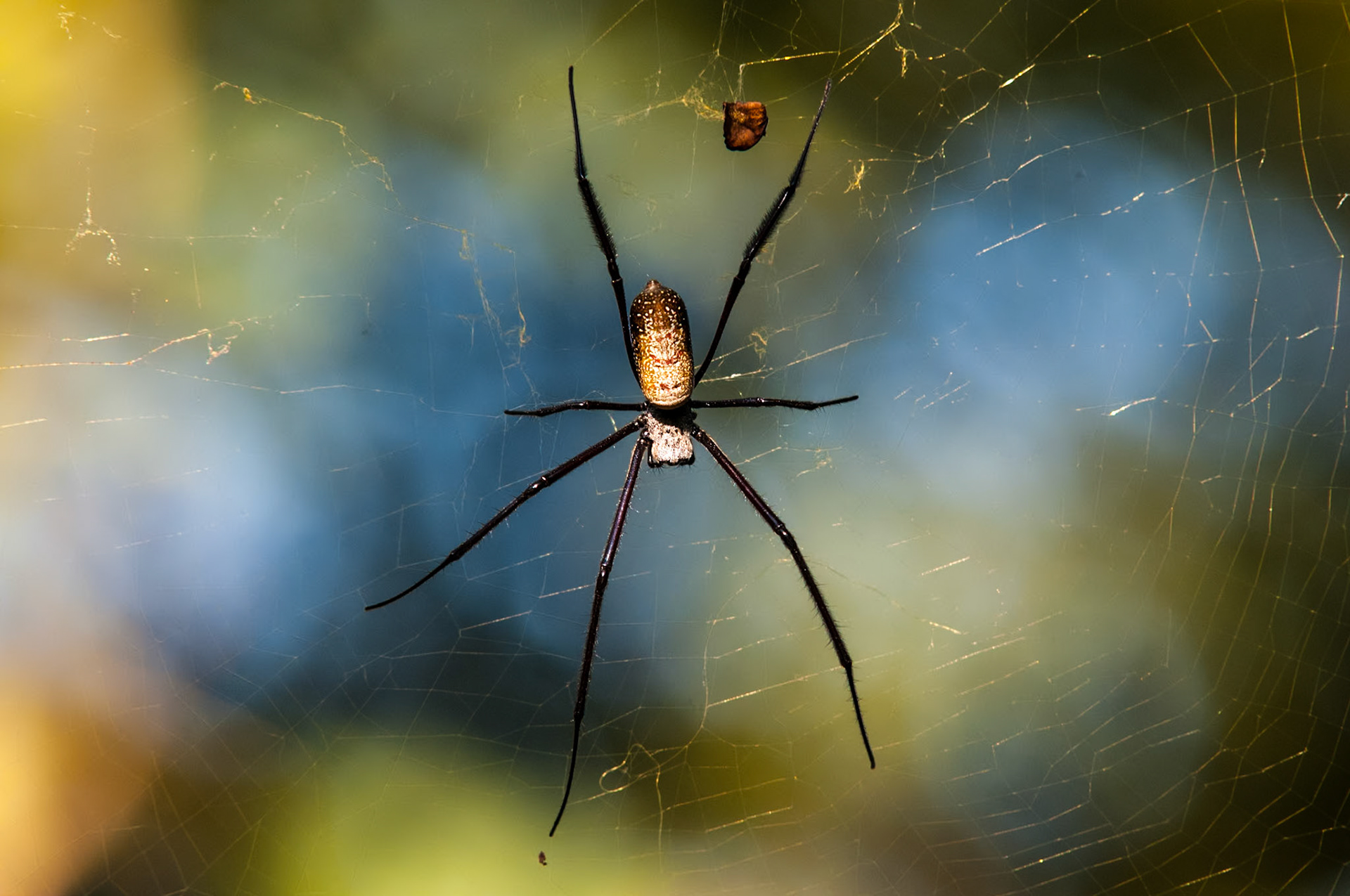 Nephila spp. Waiting for its prey. Taken on a 18 month motorcycle trip around the world. IUCN: Unknown,  No Bait used