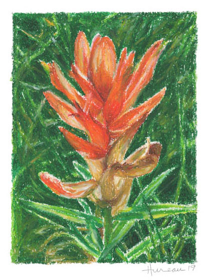 Colorado Paintbrush • 11" x 14"