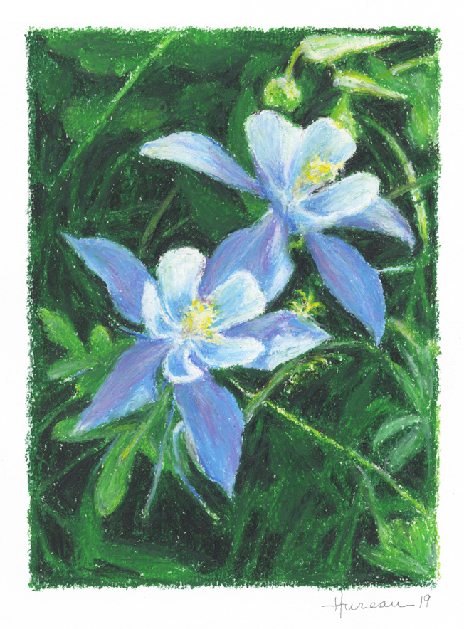 Blue Columbines (Sold) • 11" x 14"
