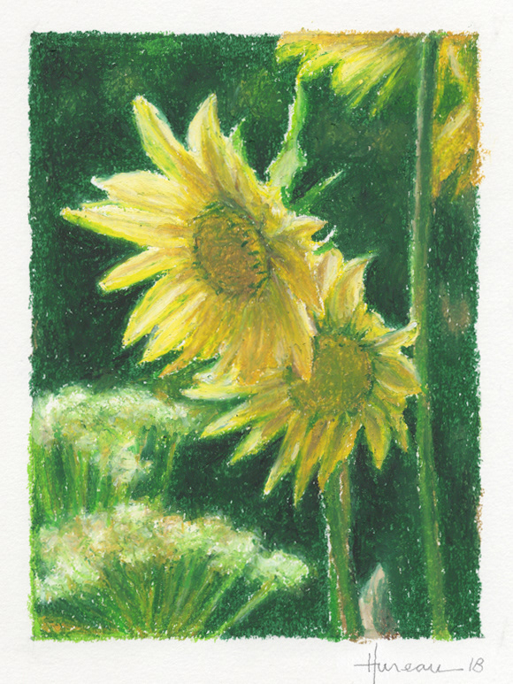 Sunflower • 11" x 14"