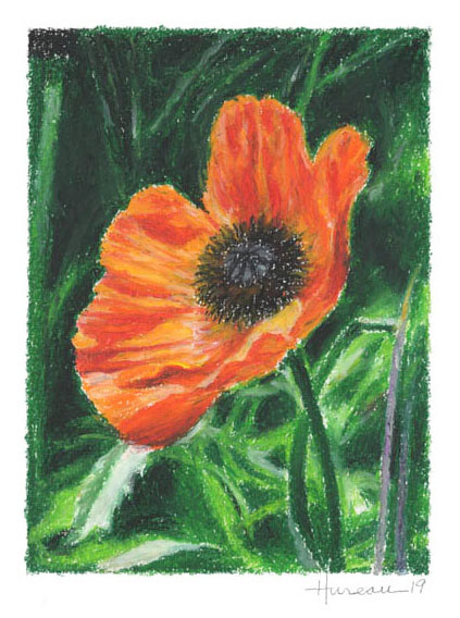 Red Poppy (Sold) • 11" x 14"