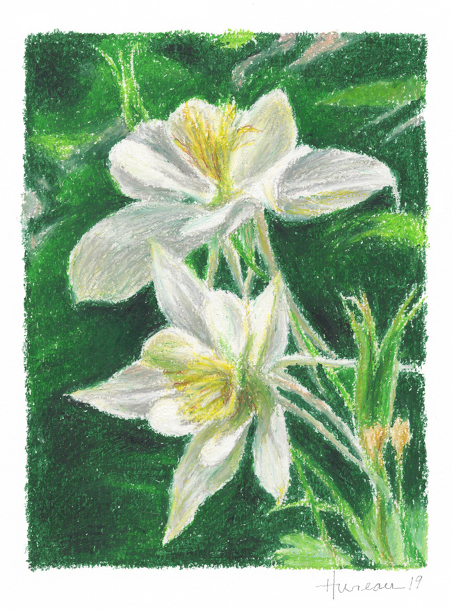 White Columbines • 11" x 14"