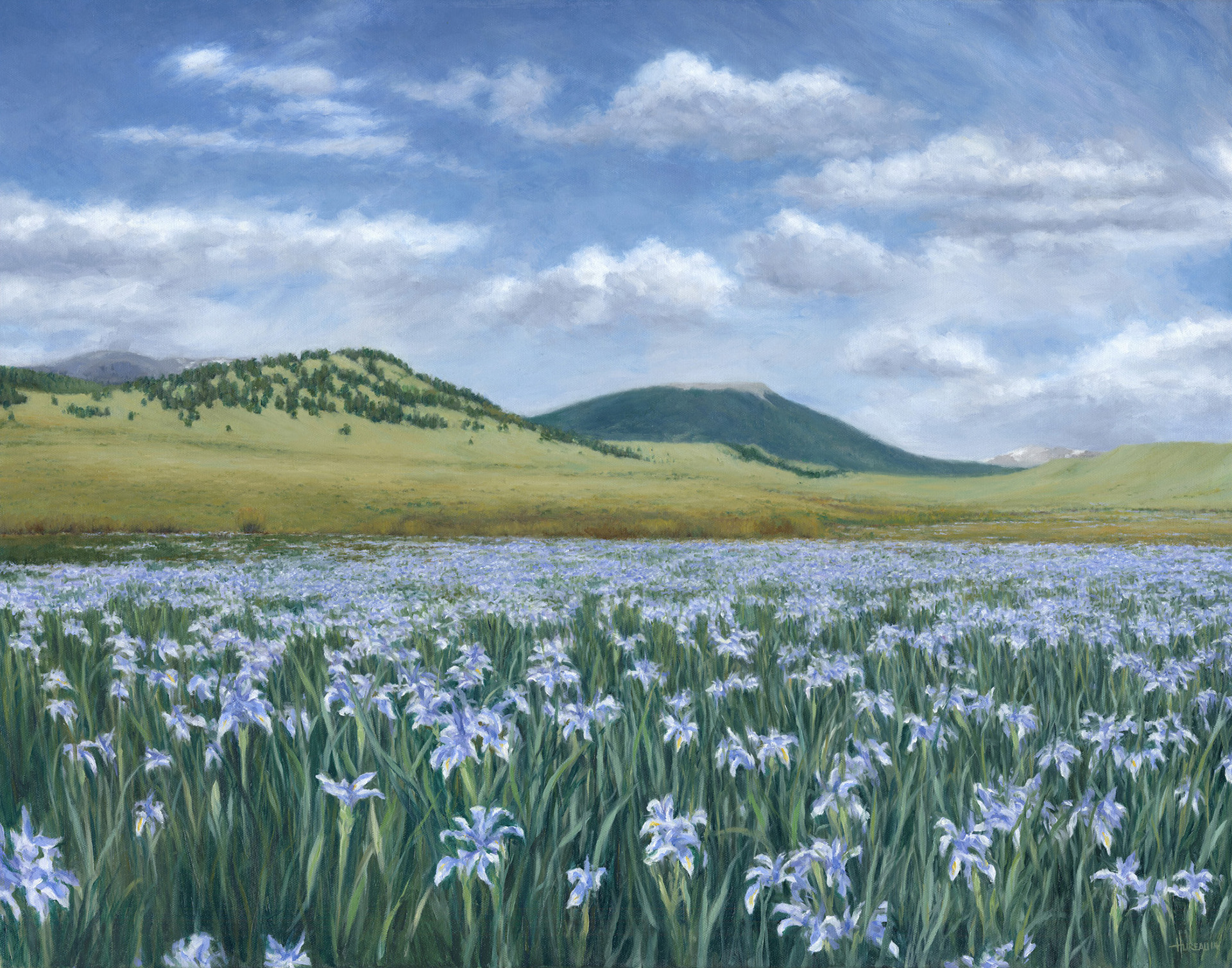 Wild Irises of Park County • 22" x 28"