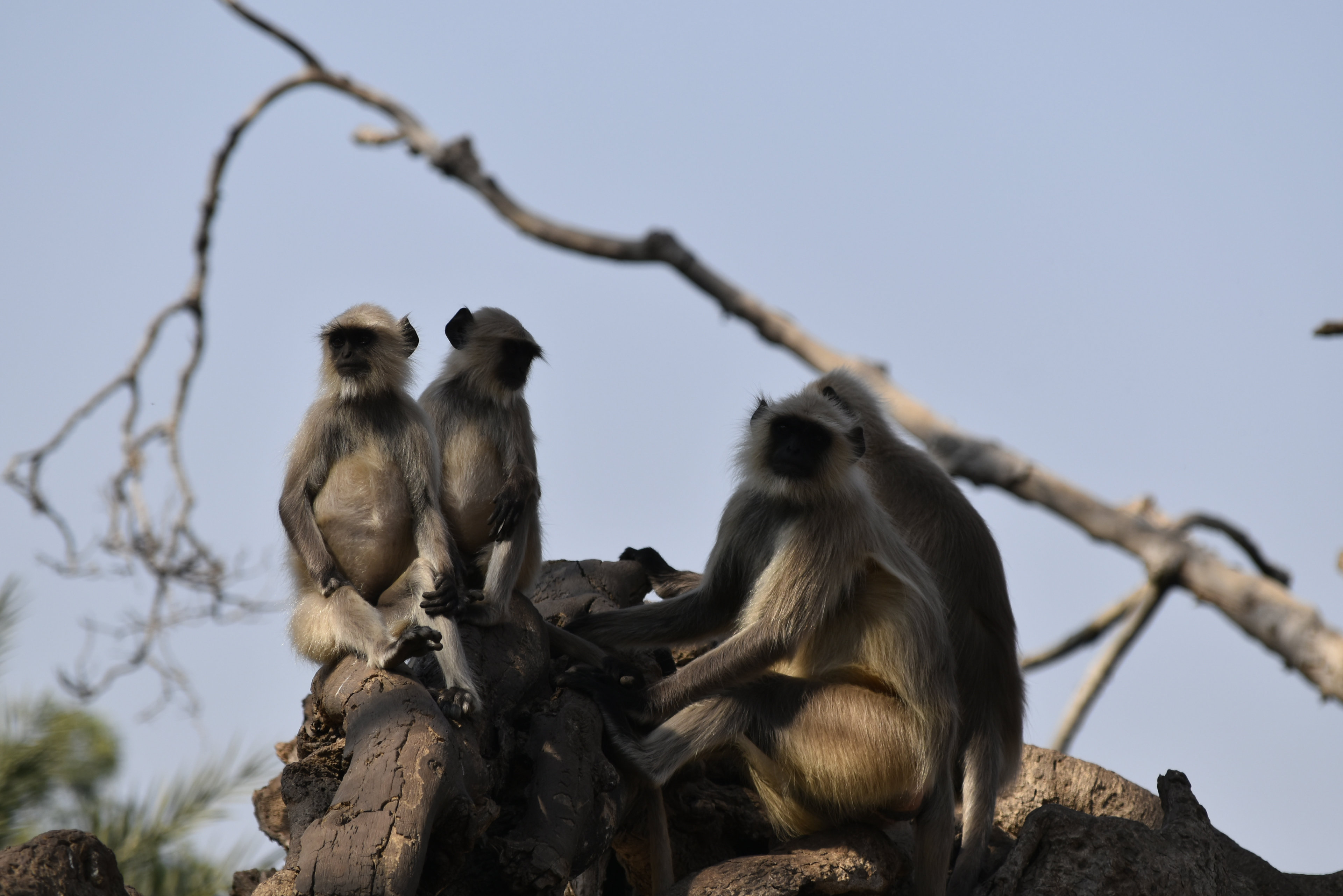 Langur " Monkey" @ Ranthambore