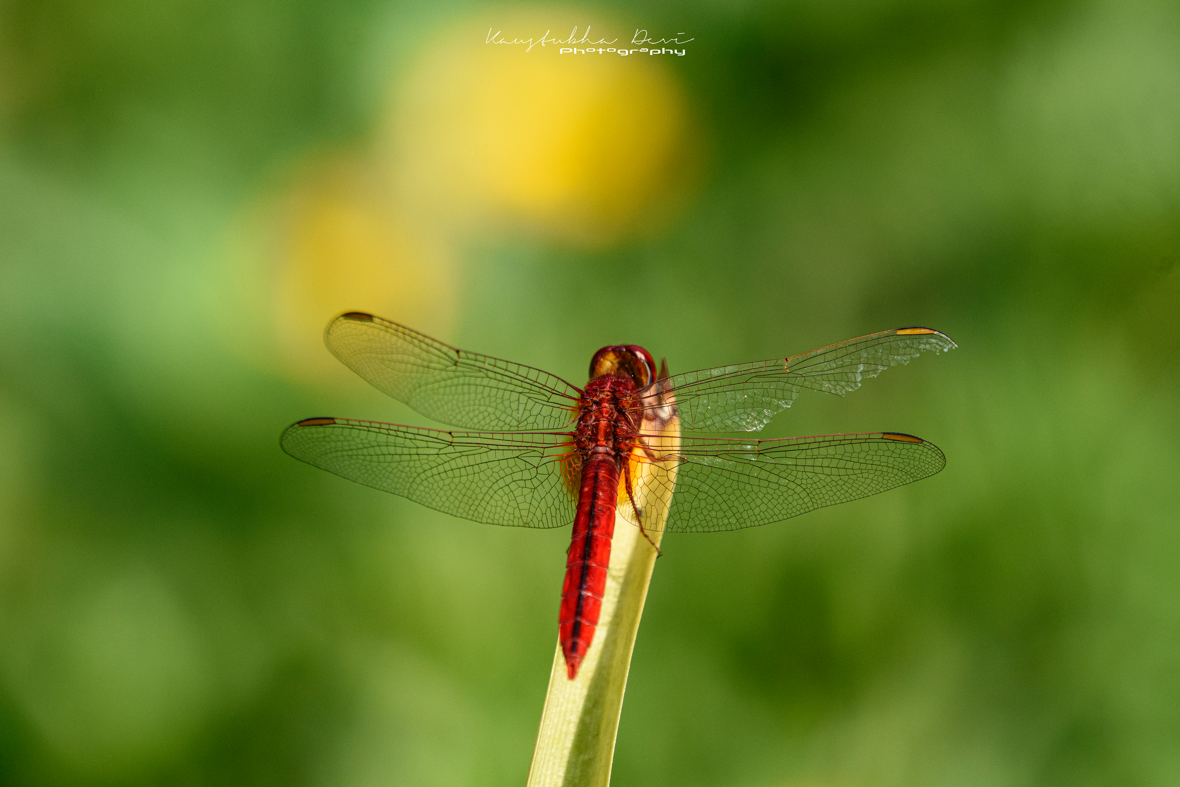 Scarlet Skimmer Dragonfly