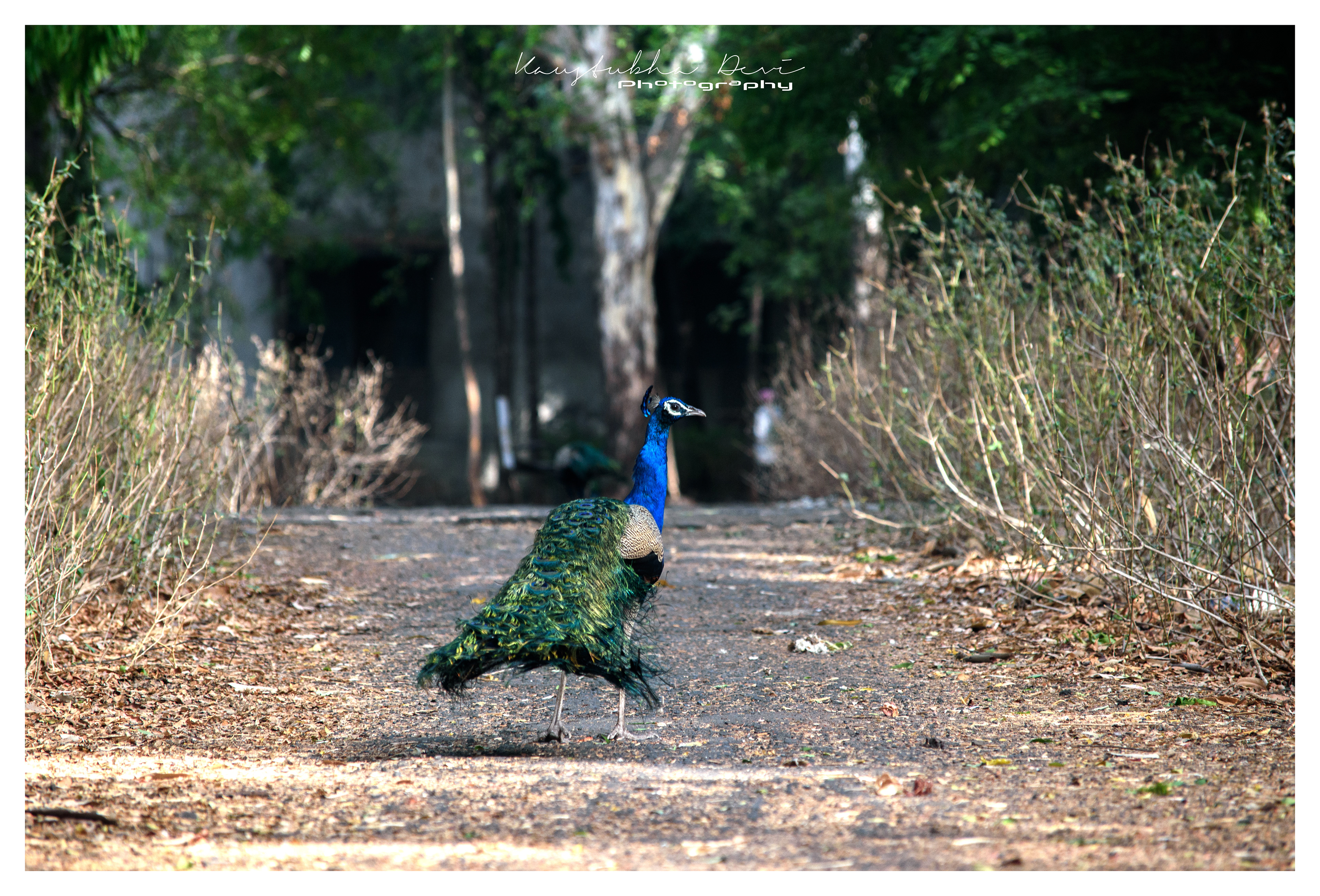 Indian Peaflow "Peacock"