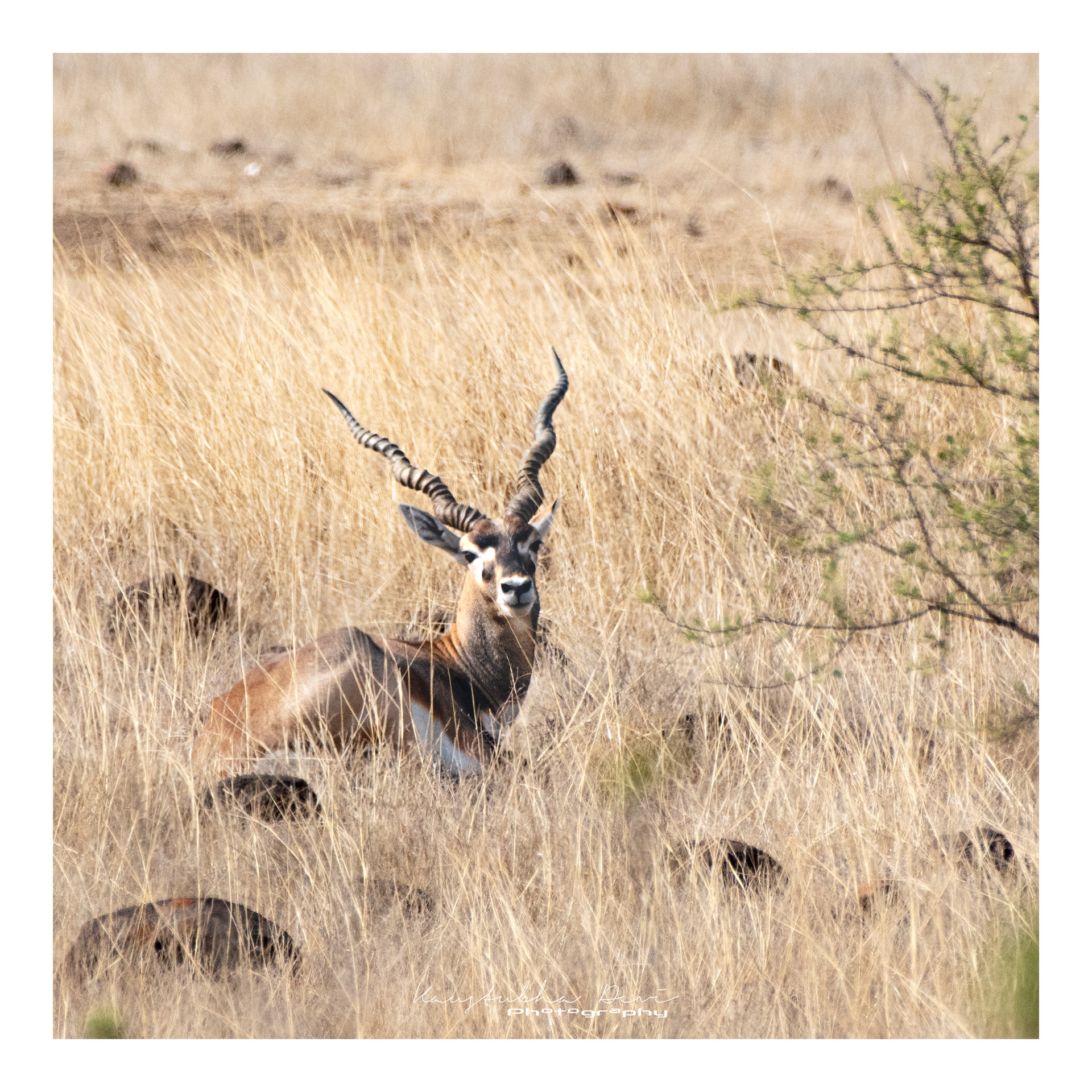 Indian Blackbuck @ Mamdapur Yewola 