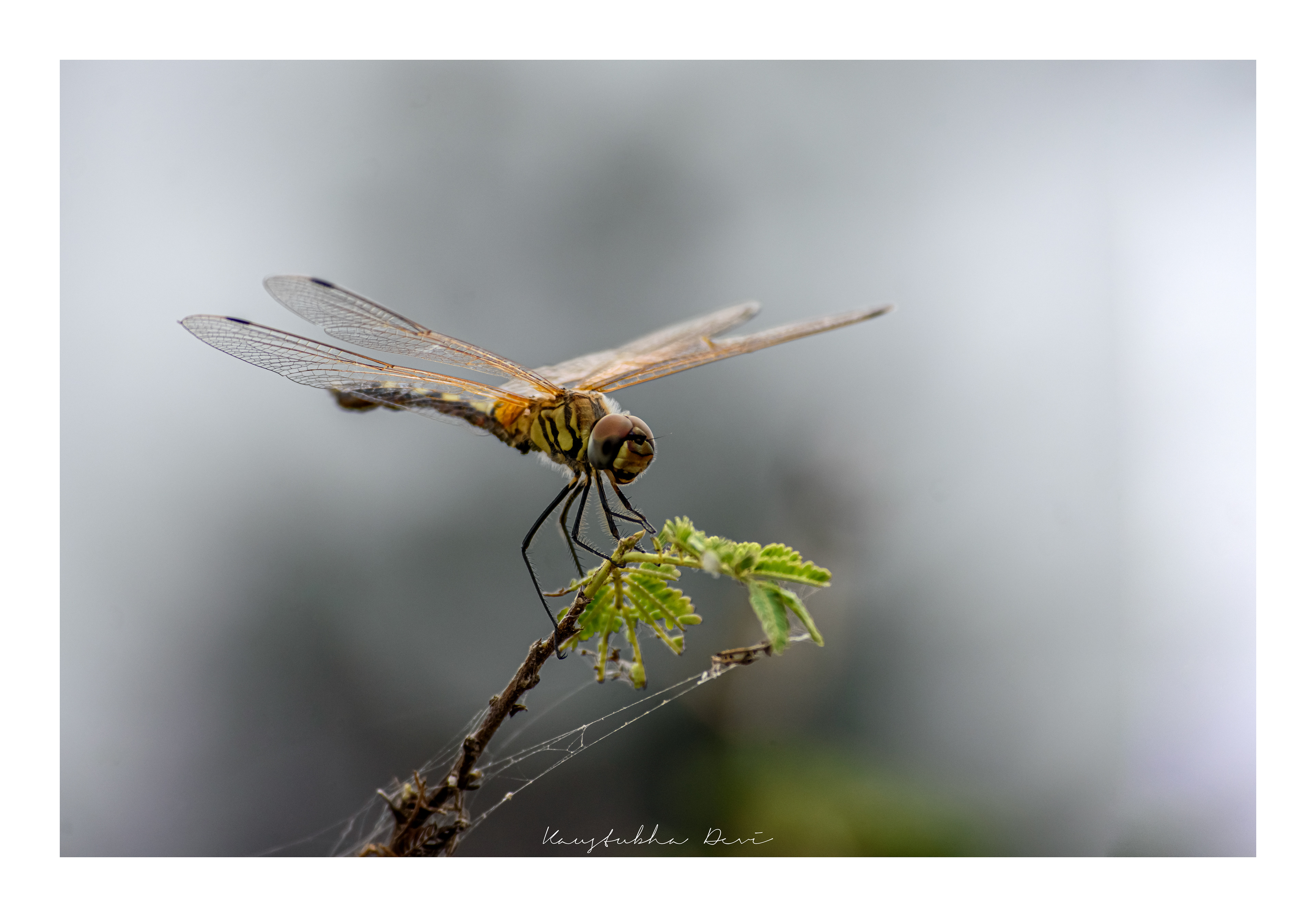 Sympetrum Frequens " Dragonfly"