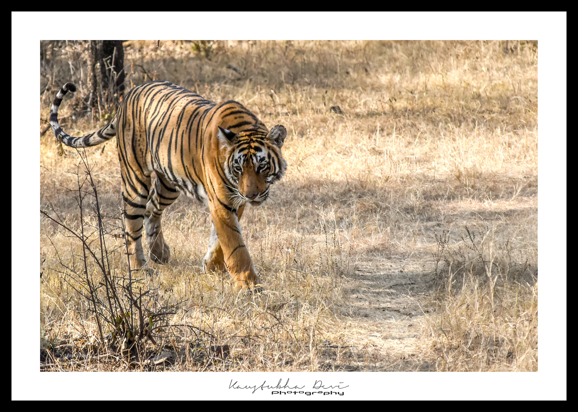 Indian Tiger @ Ranthambore