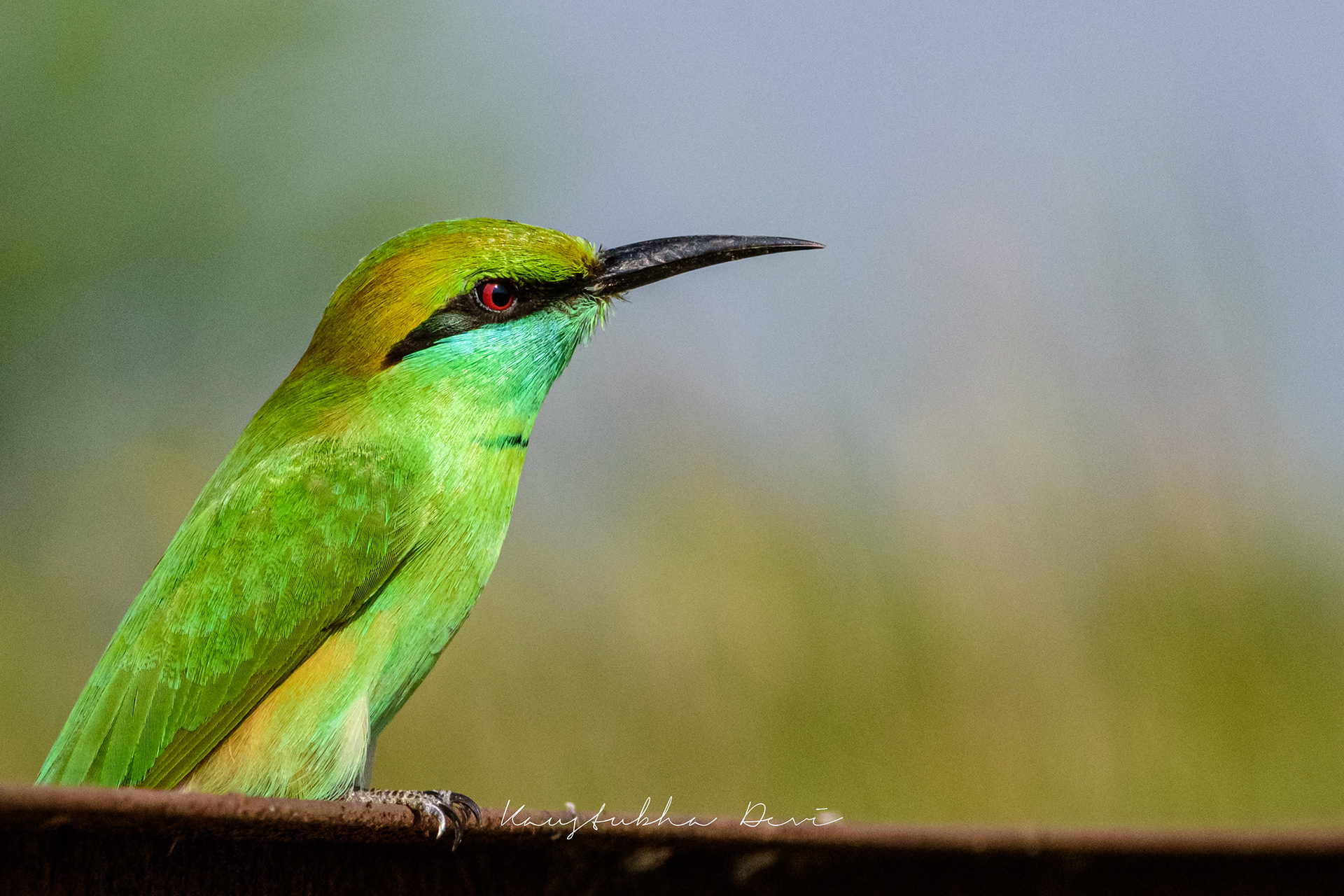Asian Green Bee-eater
