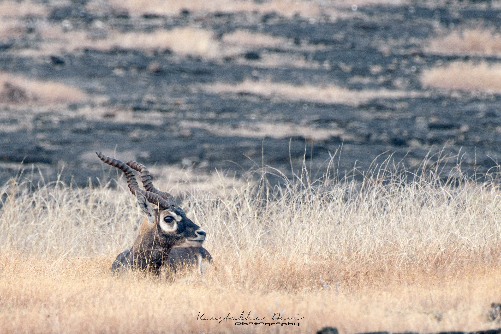 Indian Blackbuck Antelope @ Mamdapur Yewola 