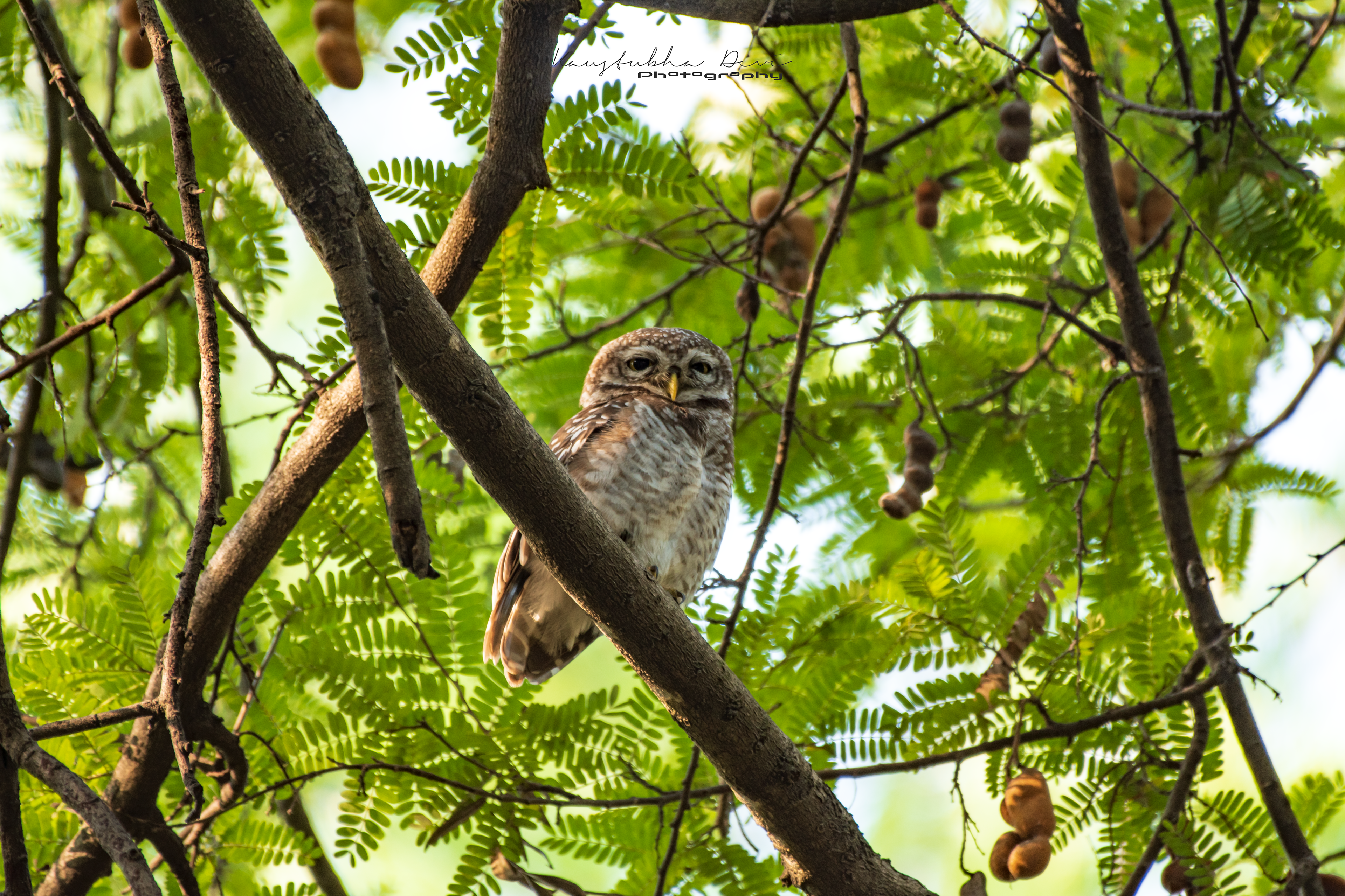 Spotted Owlet