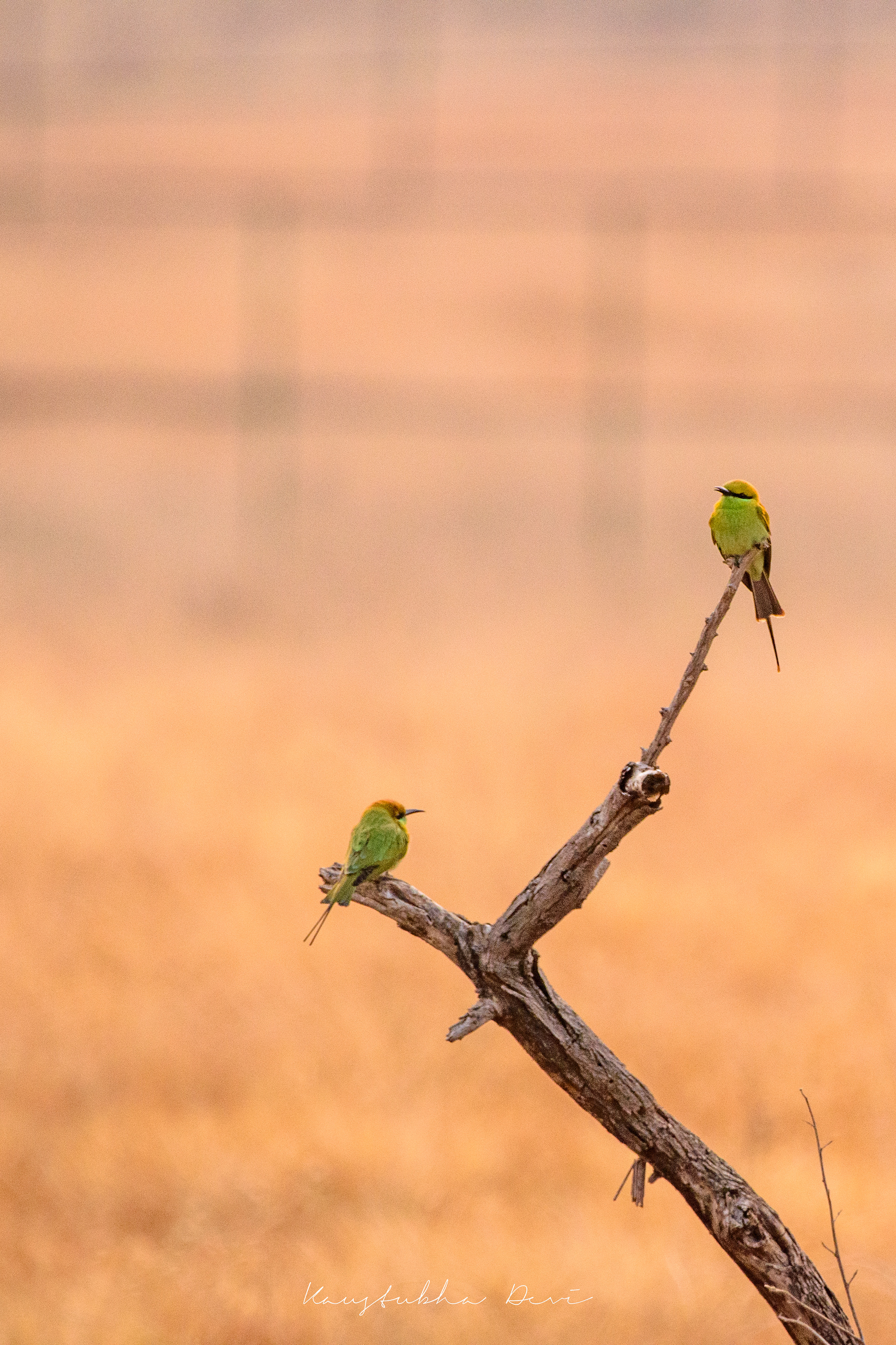 Pair of Asian Green Bee-eater