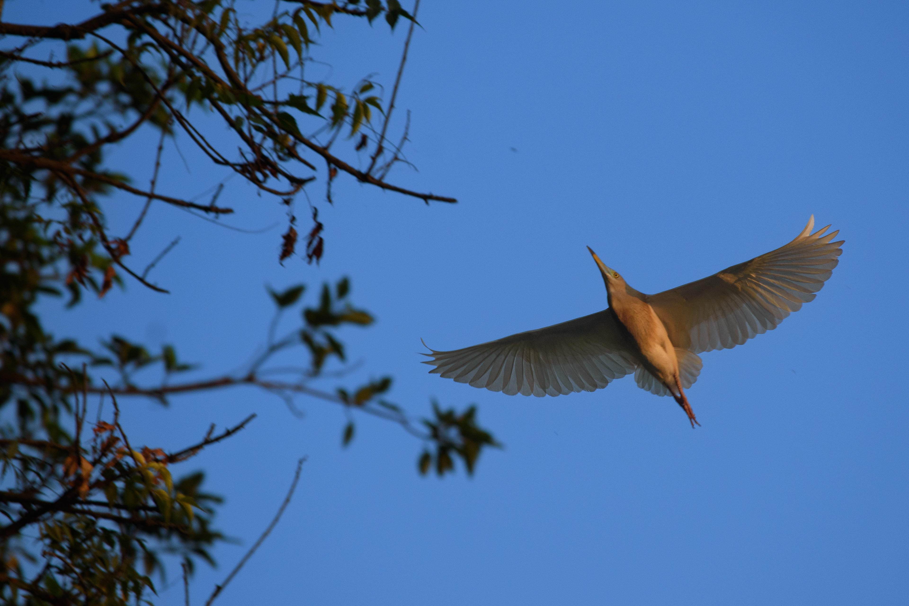 Pond Heron, I am about to land 