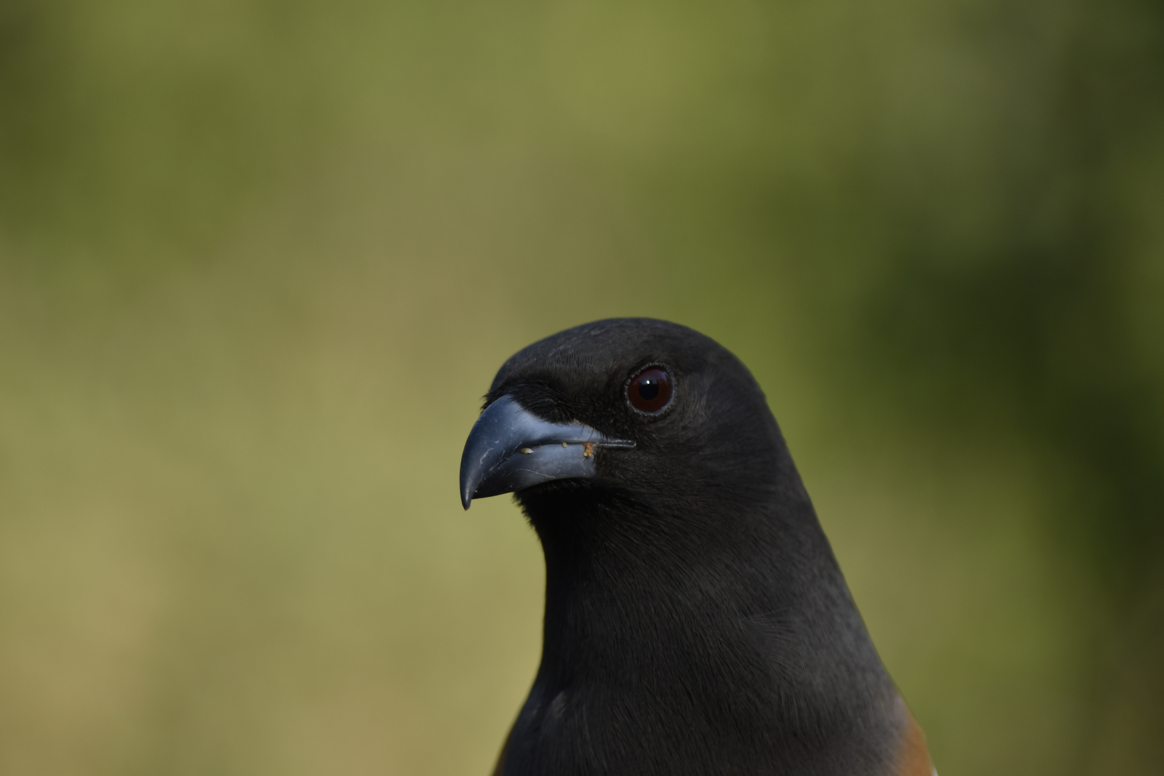 Rufous Treepie from Jungle of Ranthambore