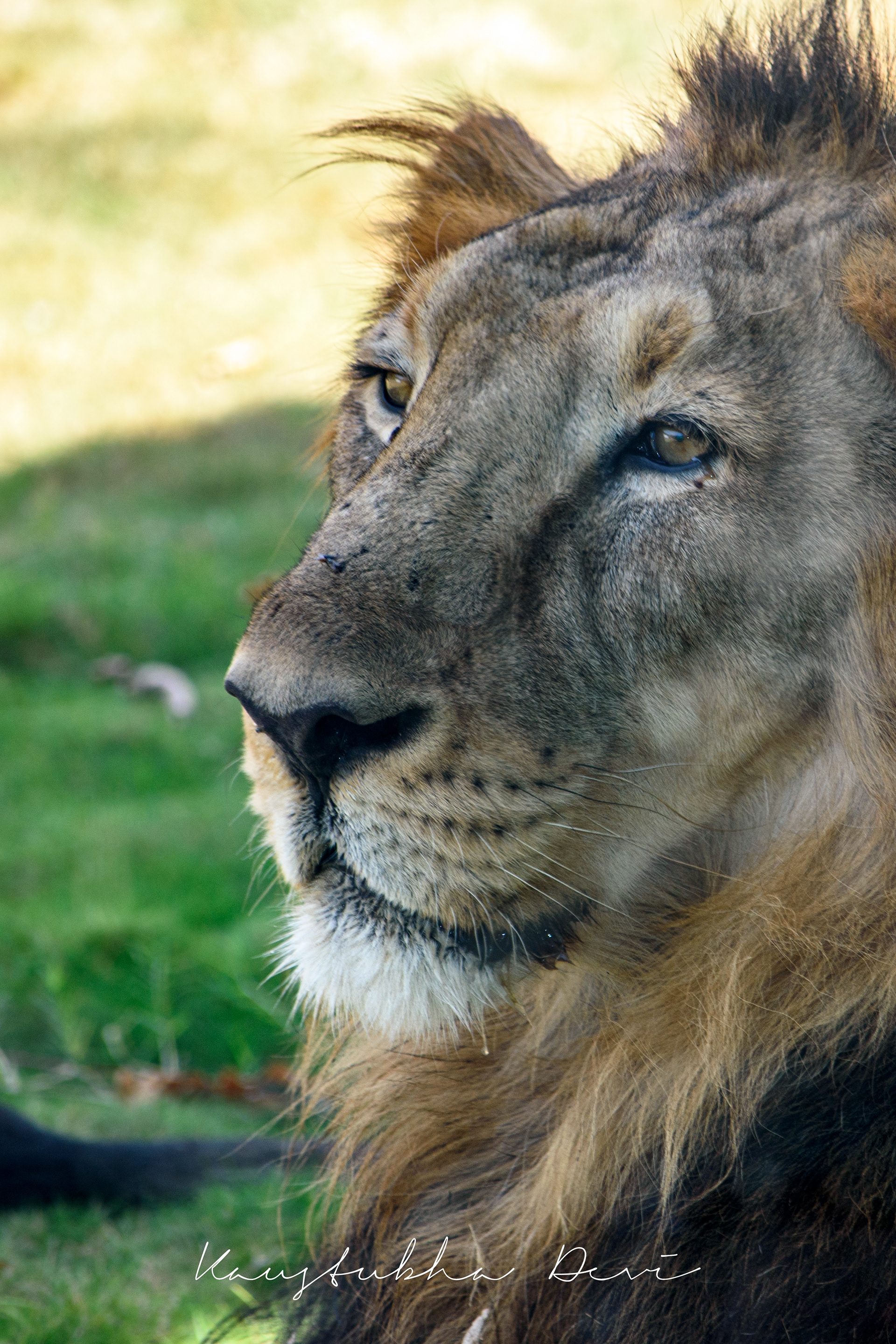 Asiatic Lion Gujarat