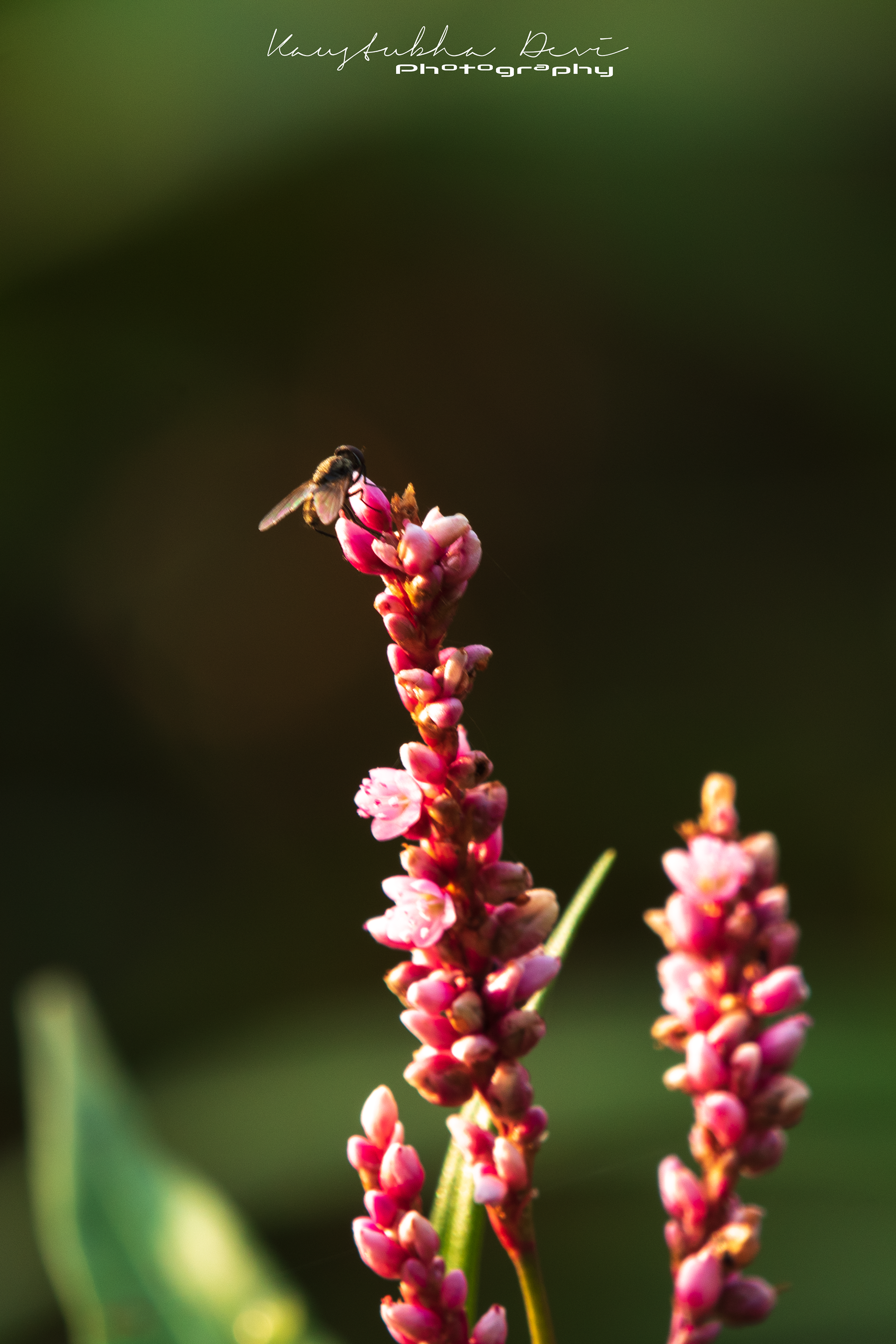 A fly and flowers @ Tapovan garden @ Nashik Panchavati 