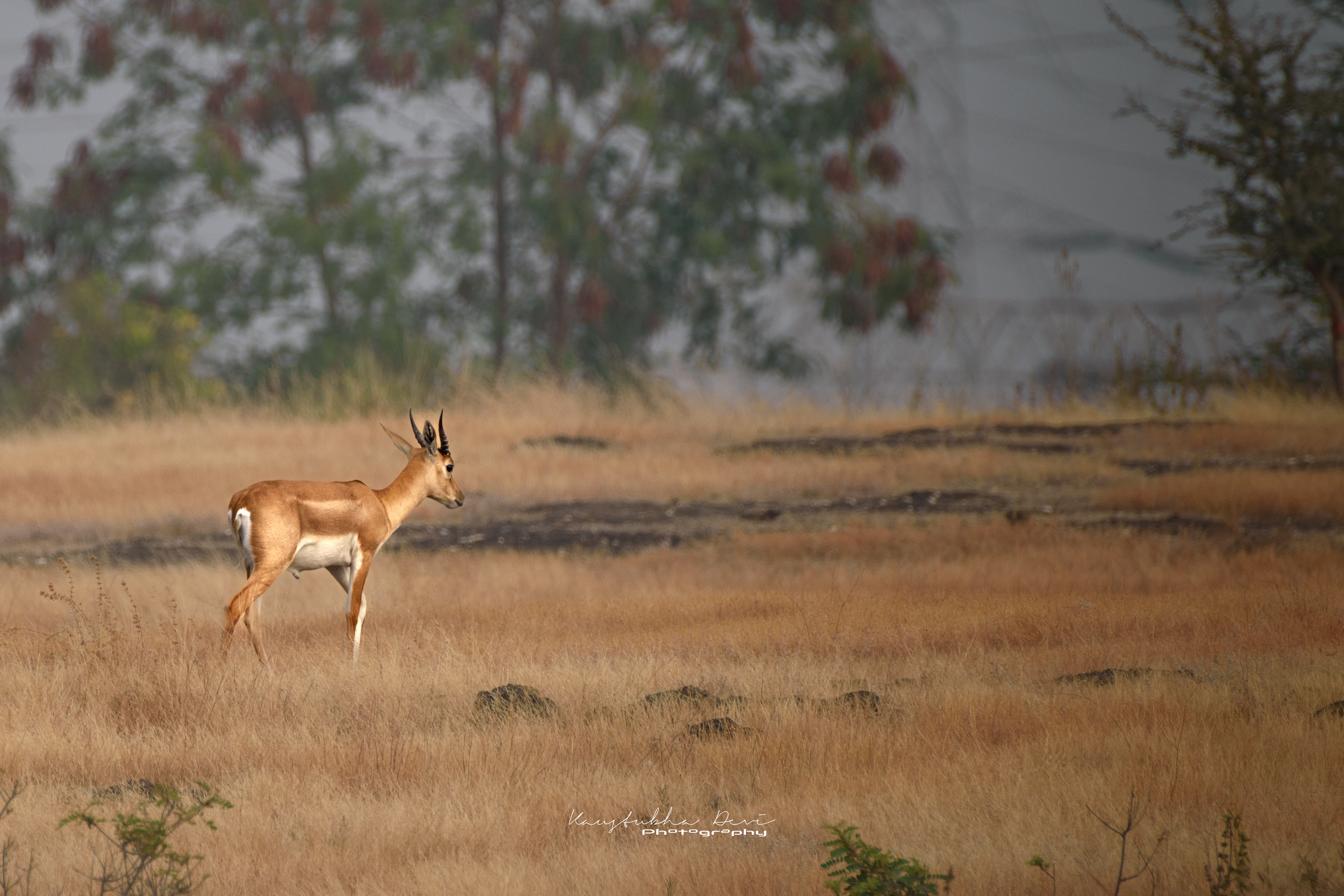 Indian Blackbuck @ Mamdapur Yewola 