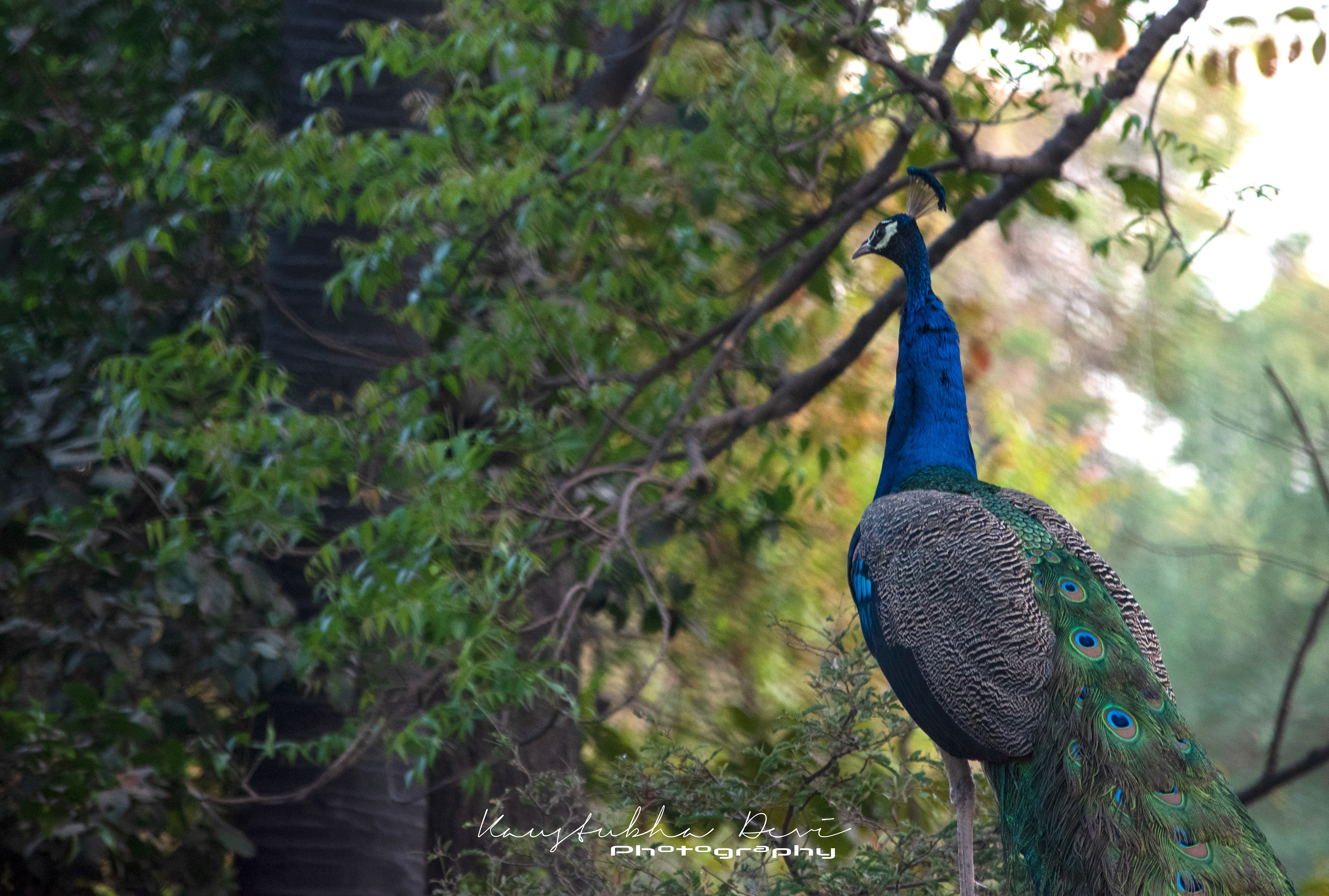 Indian Peaflow "Peacock"